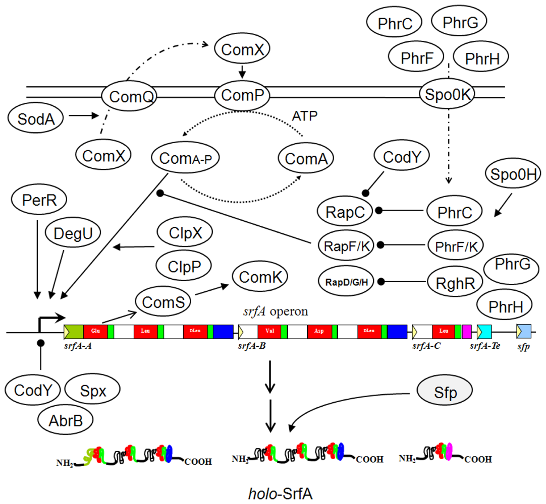 Ijms 12 00141f3 1024