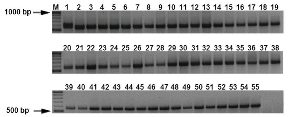 Ijms 12 00682f1 1024