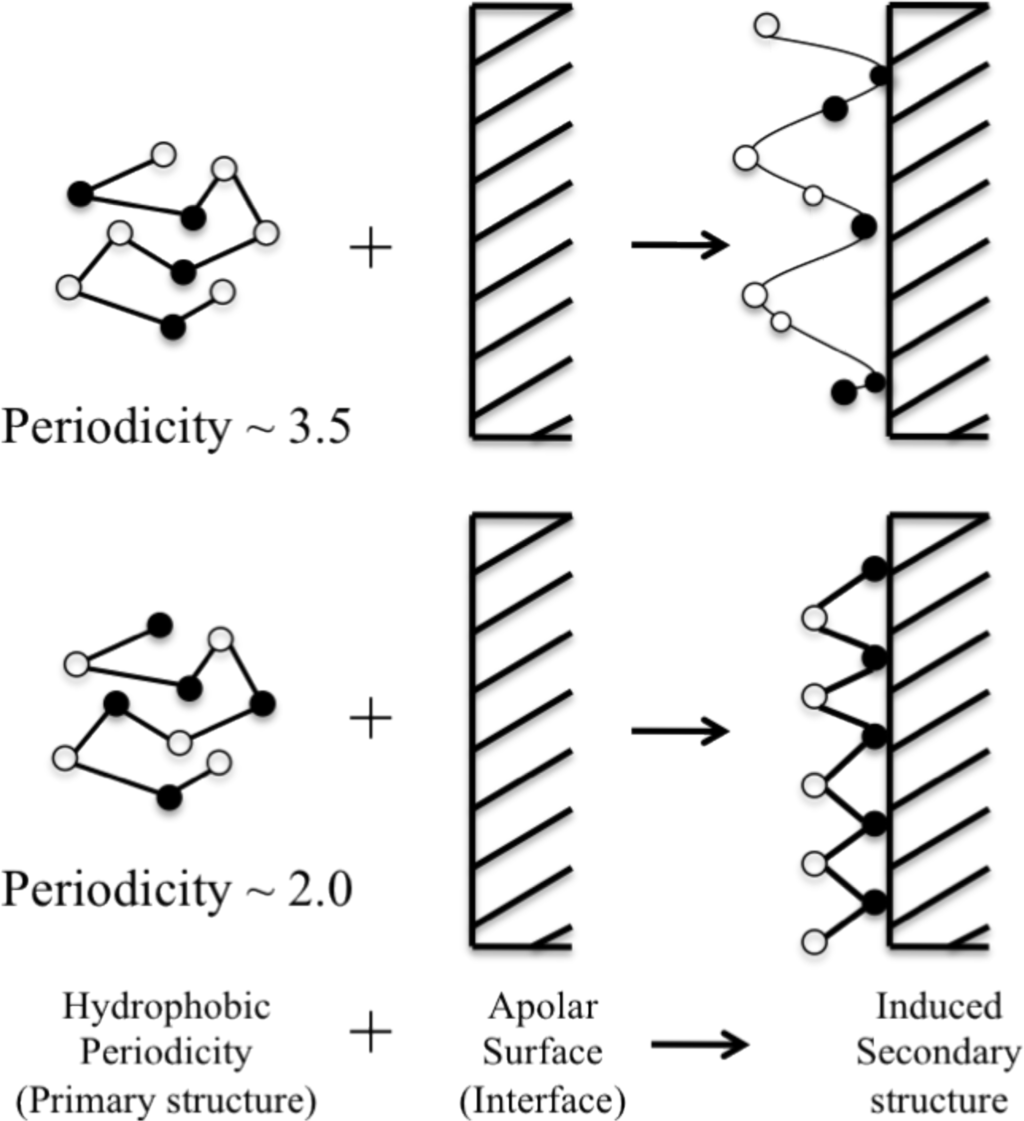 periodicity of hydrophobic amino acids in peptide
