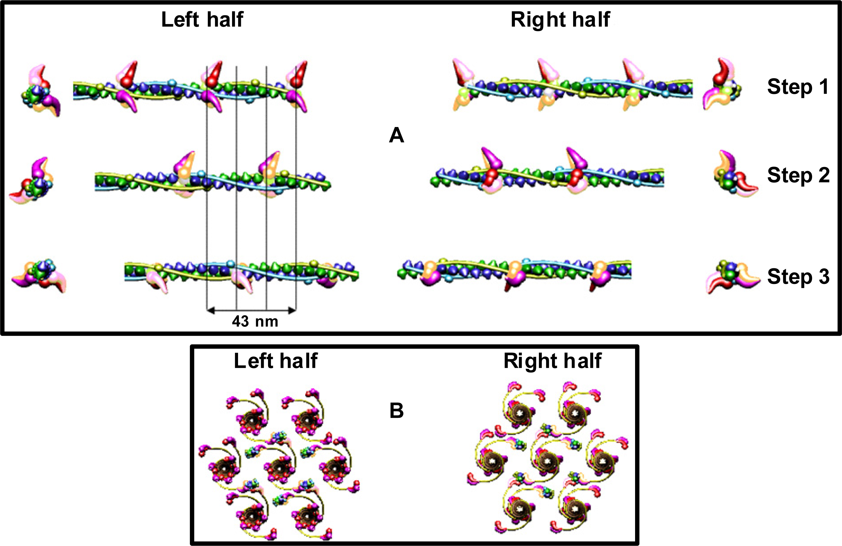 Ijms 12 02138f8 1024