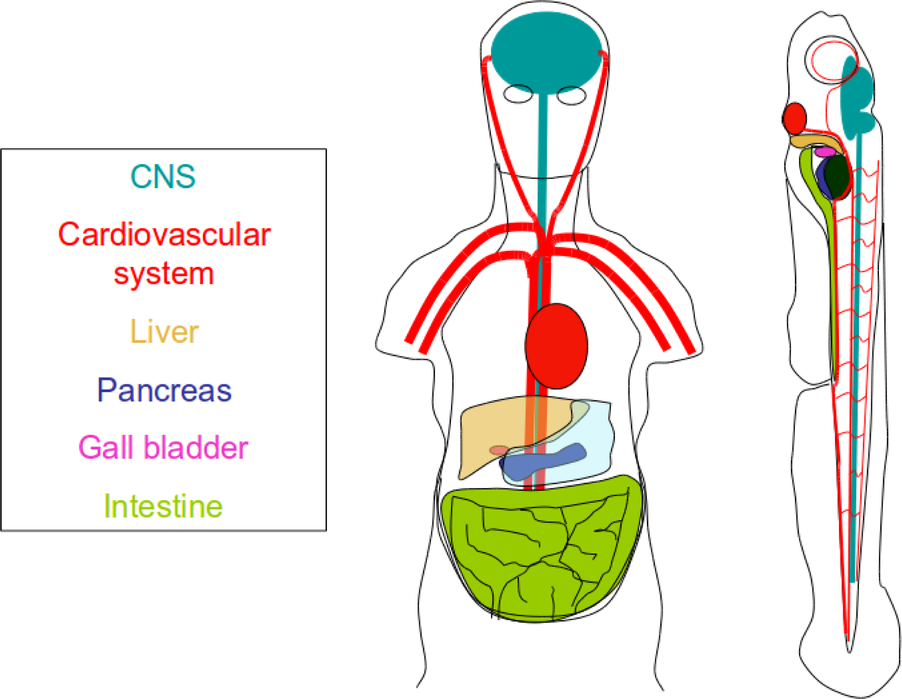 Ijms 12 02262f2 1024