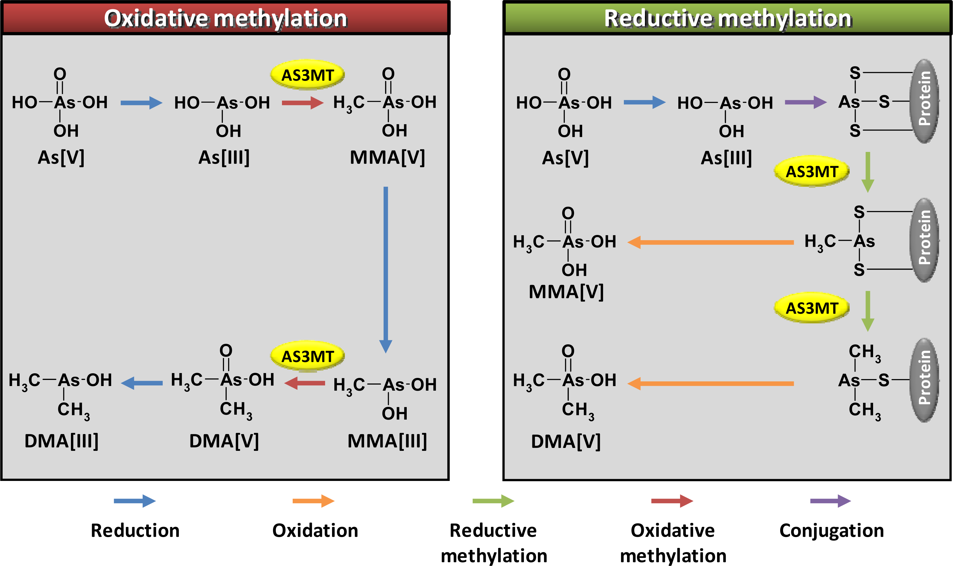 Ijms 12 02351f1 1024