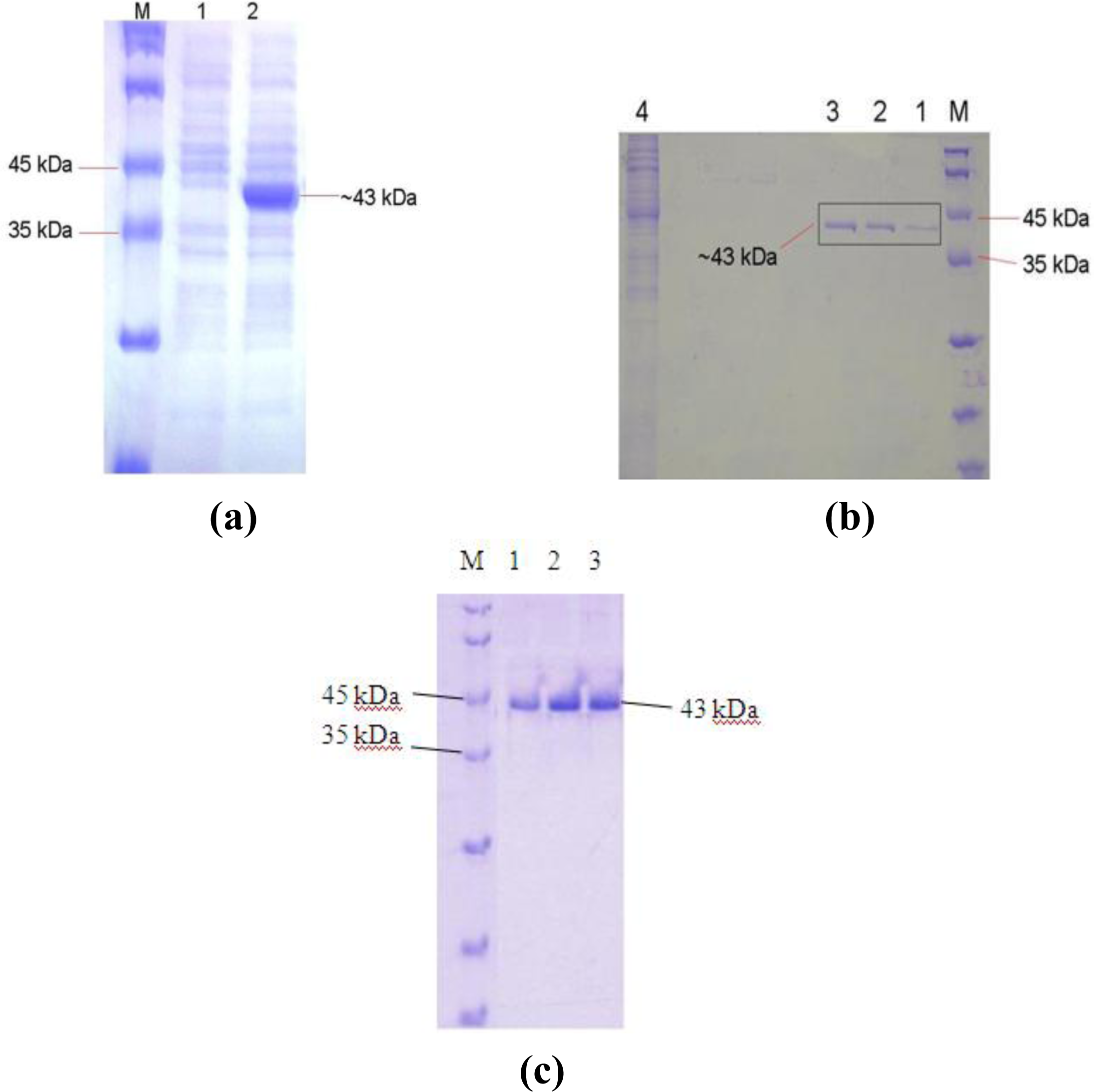 Ijms 12 02917f3 1024