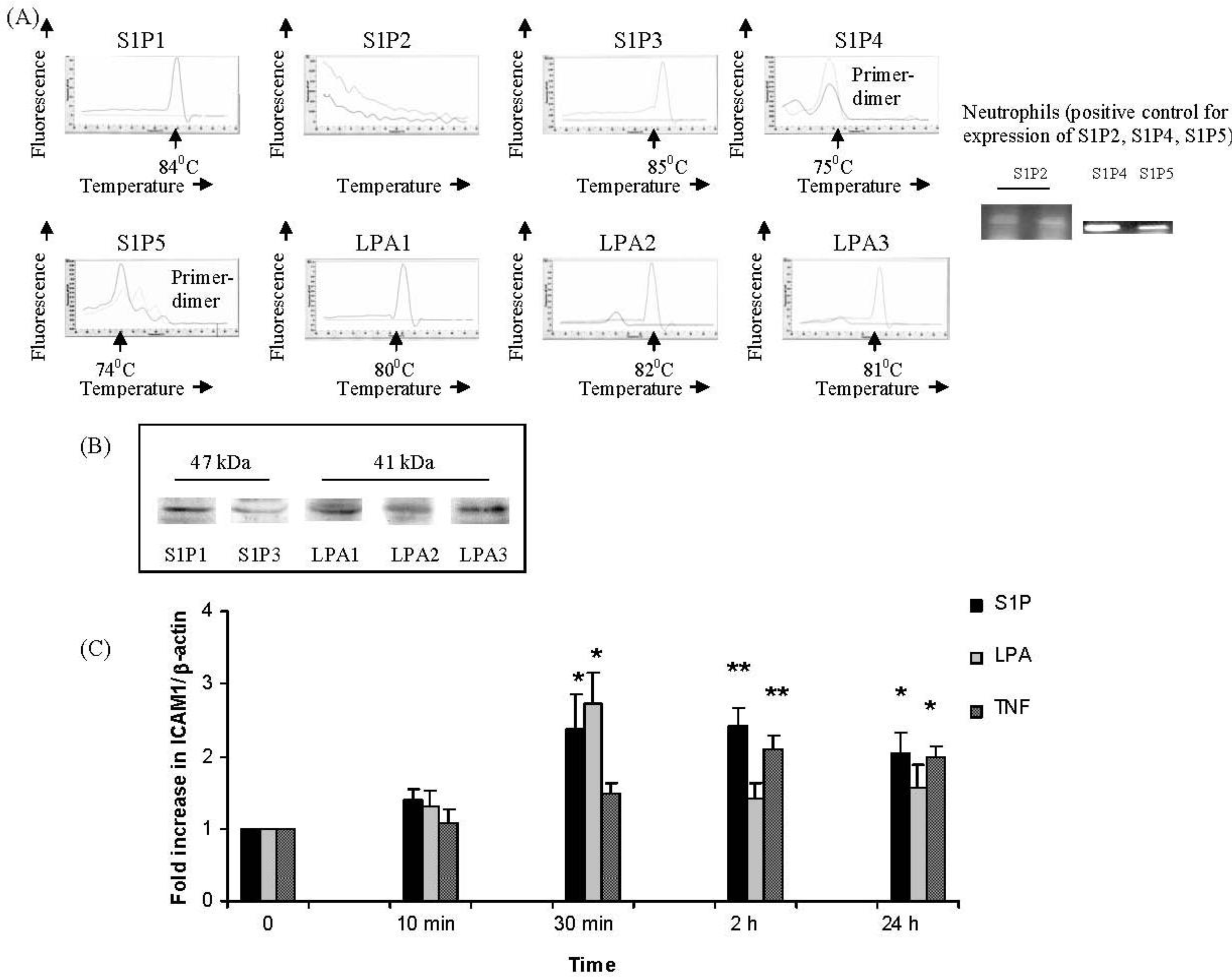 Ijms 12 03237f1 1024