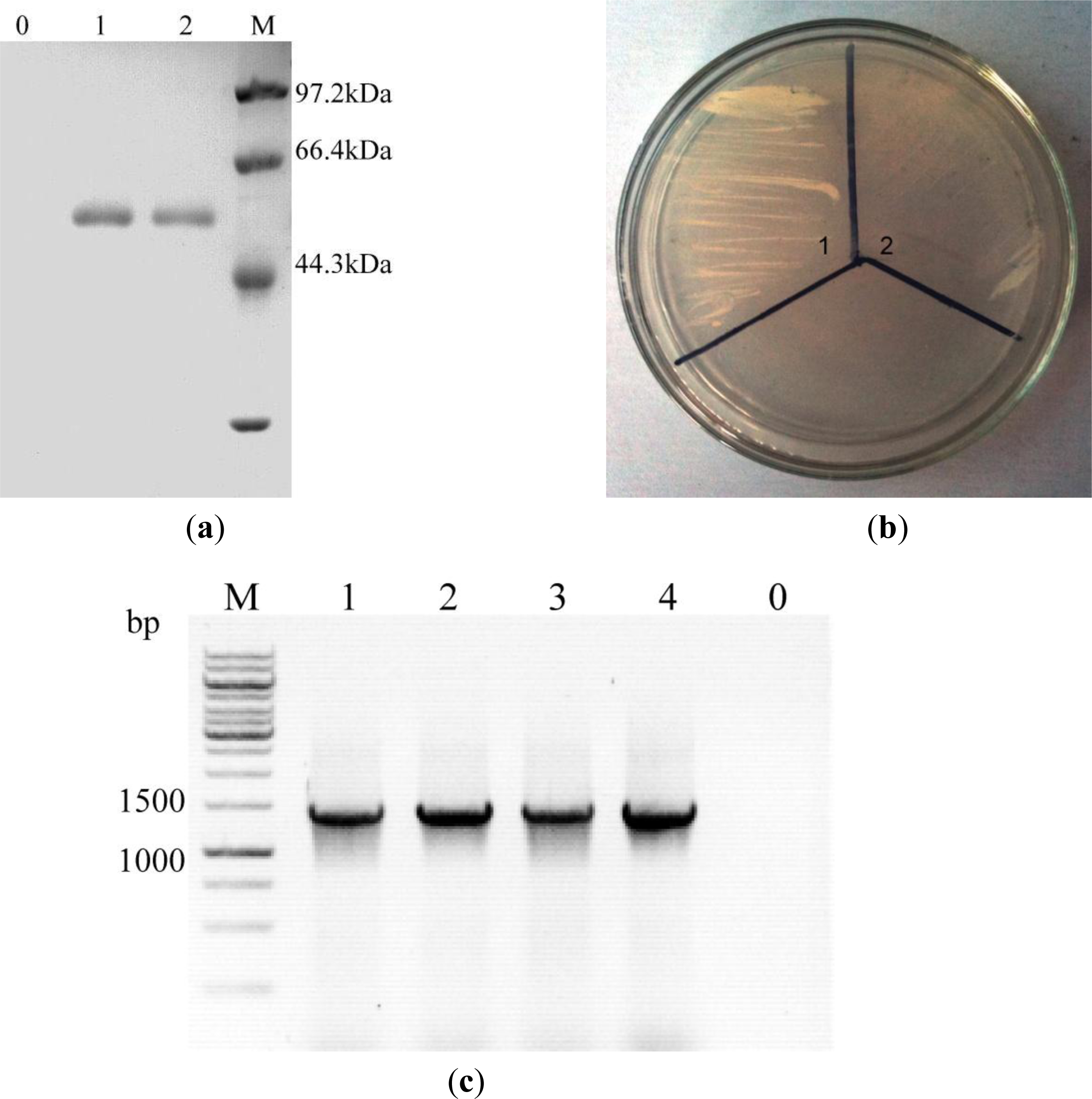 Ijms 12 03366f1 1024