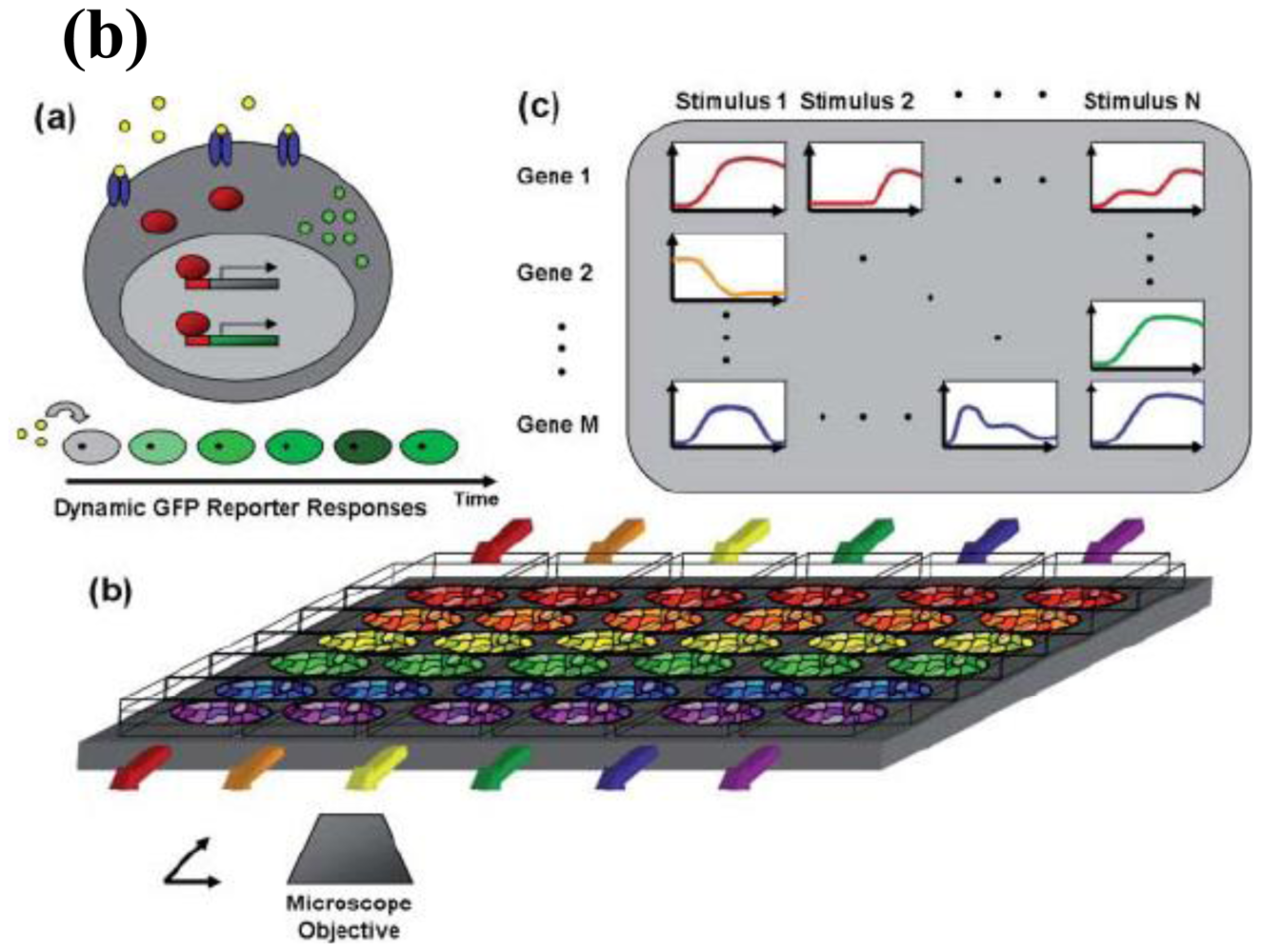 Ijms 12 03576f1b 1024
