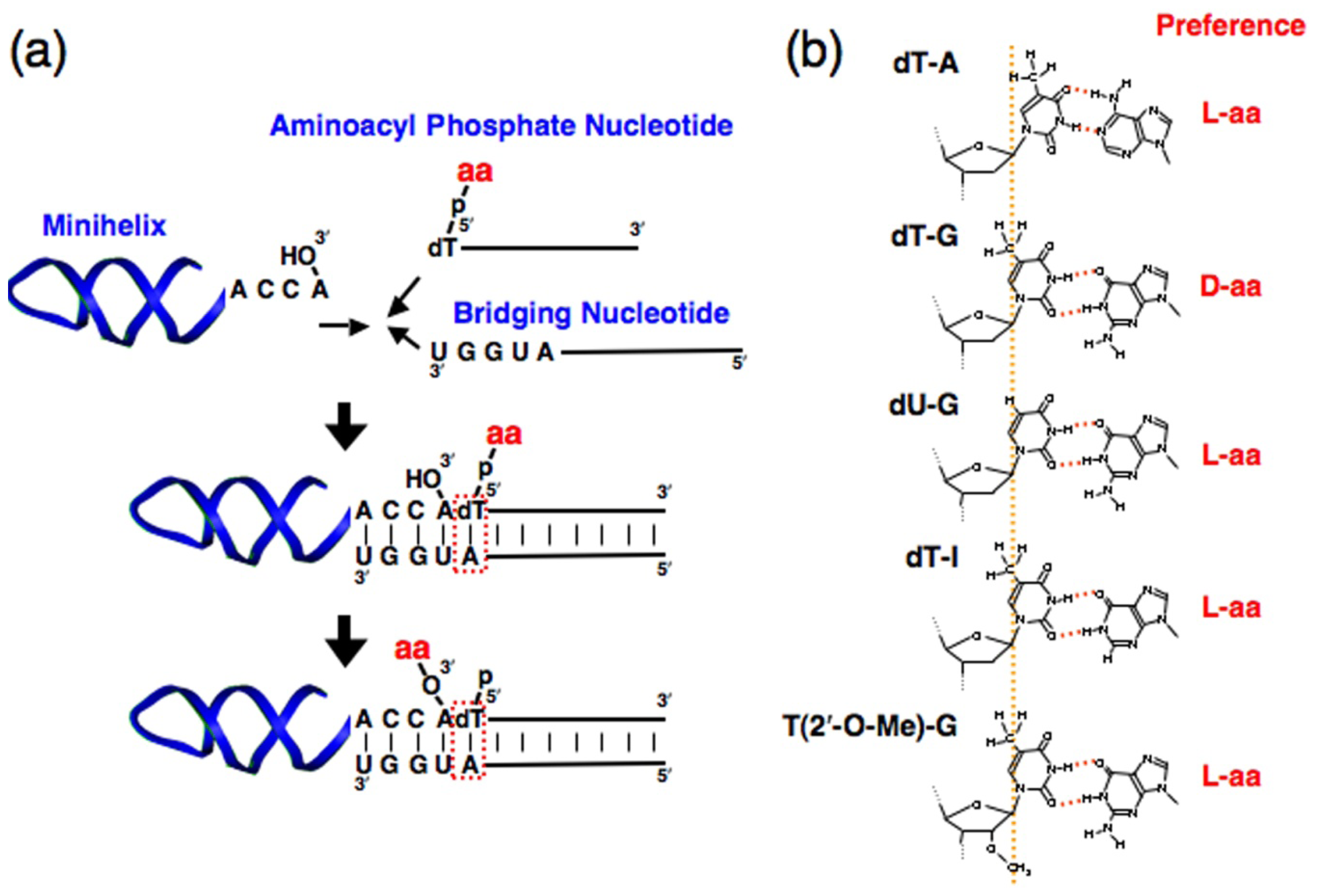 IJMS Free FullText Molecular Basis for Chiral Selection in RNA