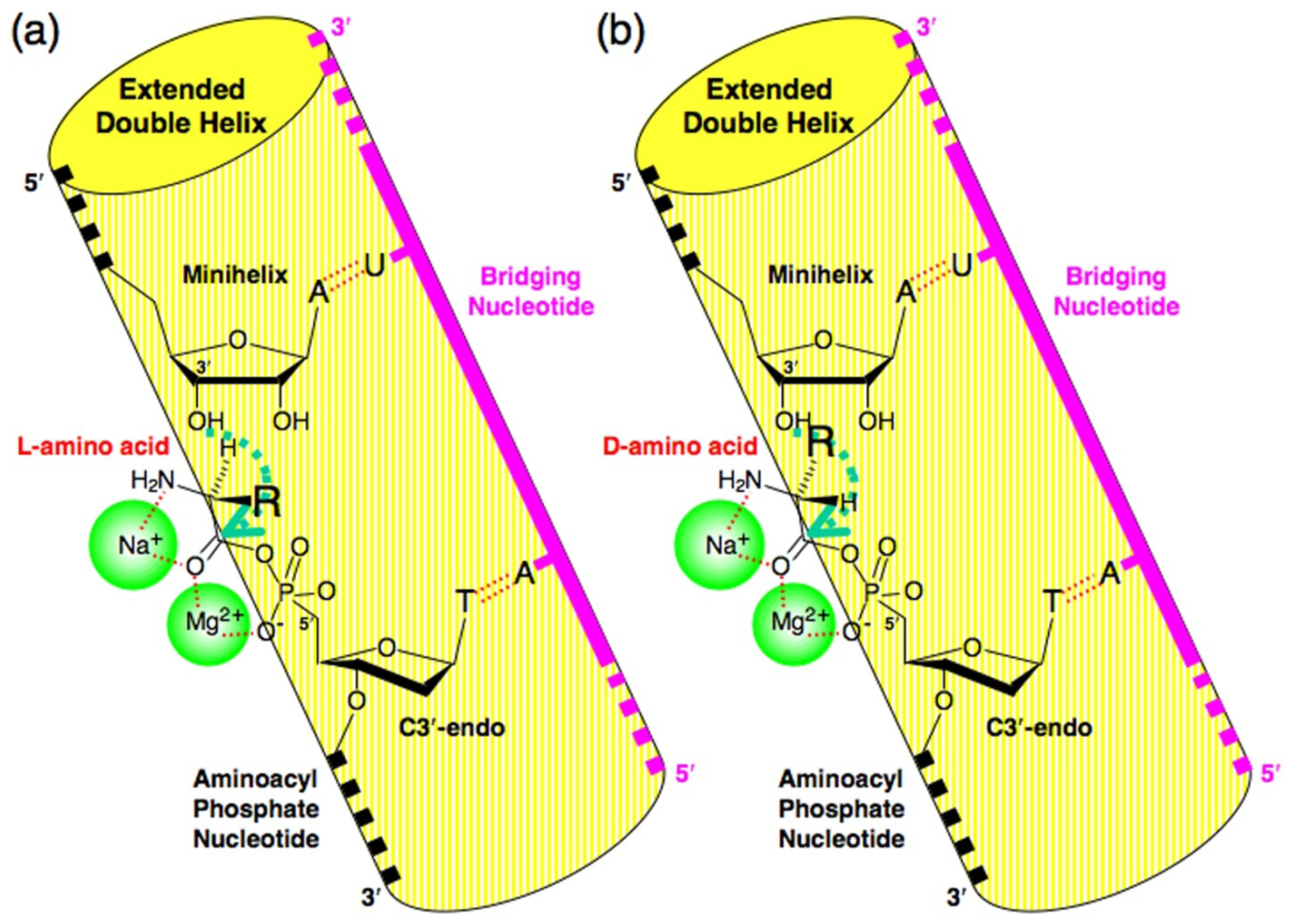 Molecular Basis for Chiral Selection in RNA Aminoacylation