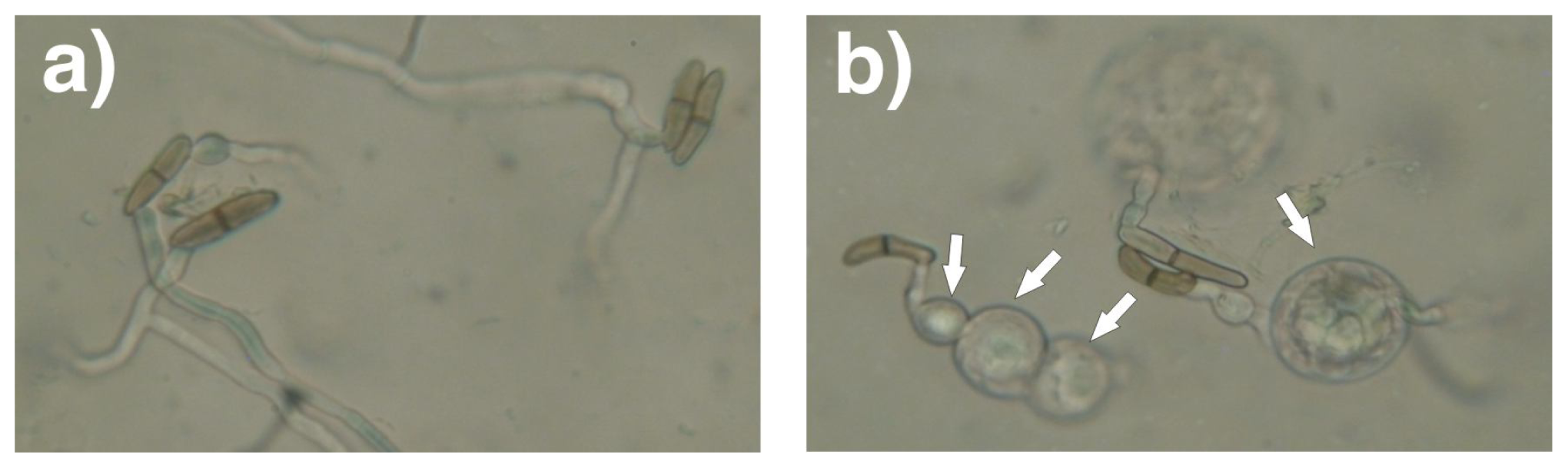 Ijms 12 05522f8 1024