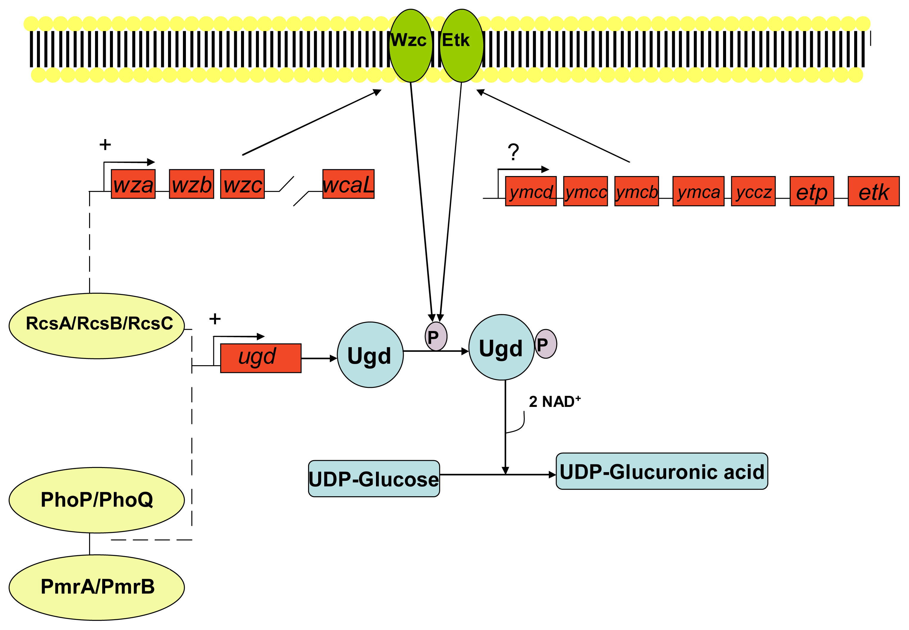 Ijms 12 06566f4 1024