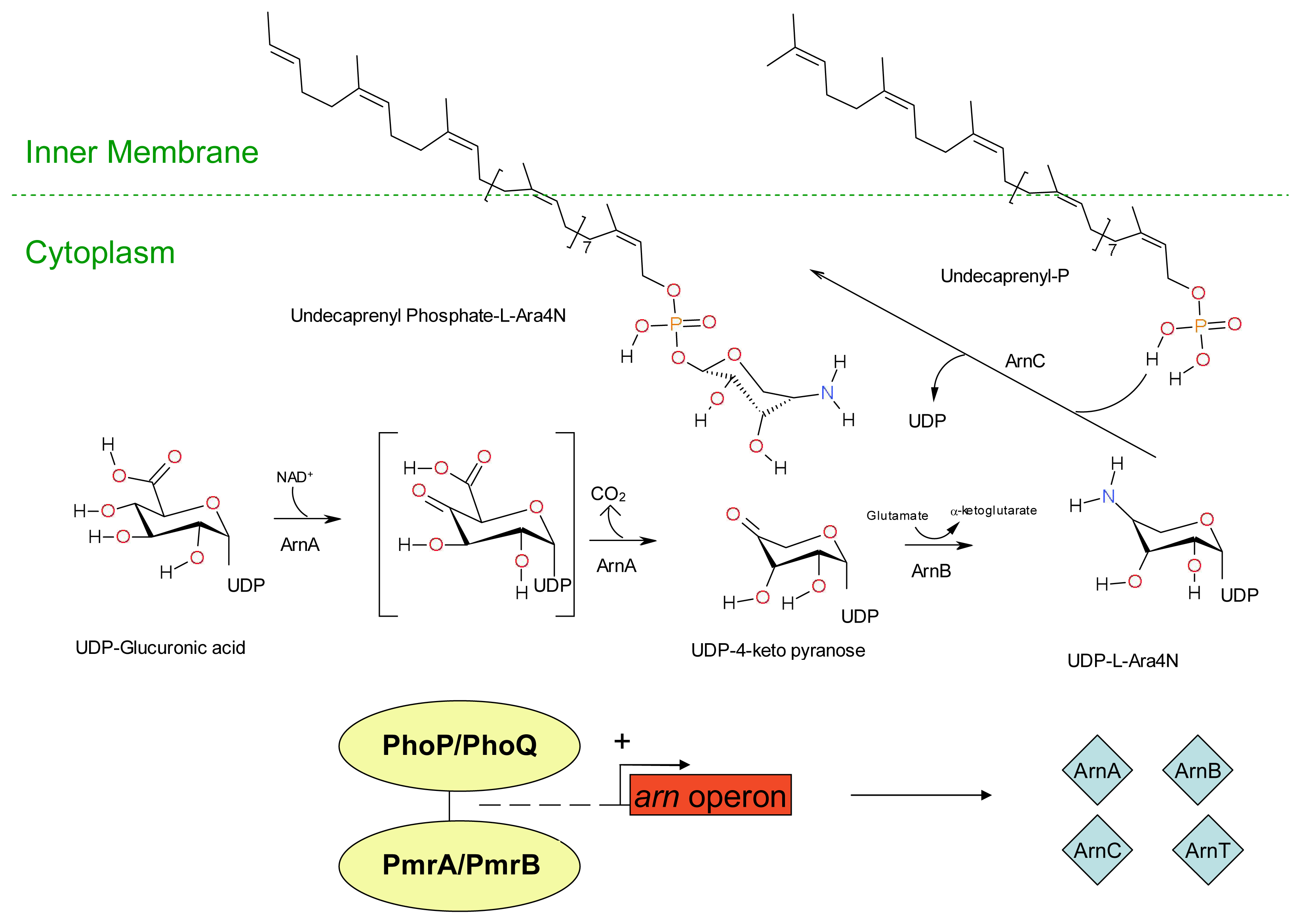 Ijms 12 06566f5 1024