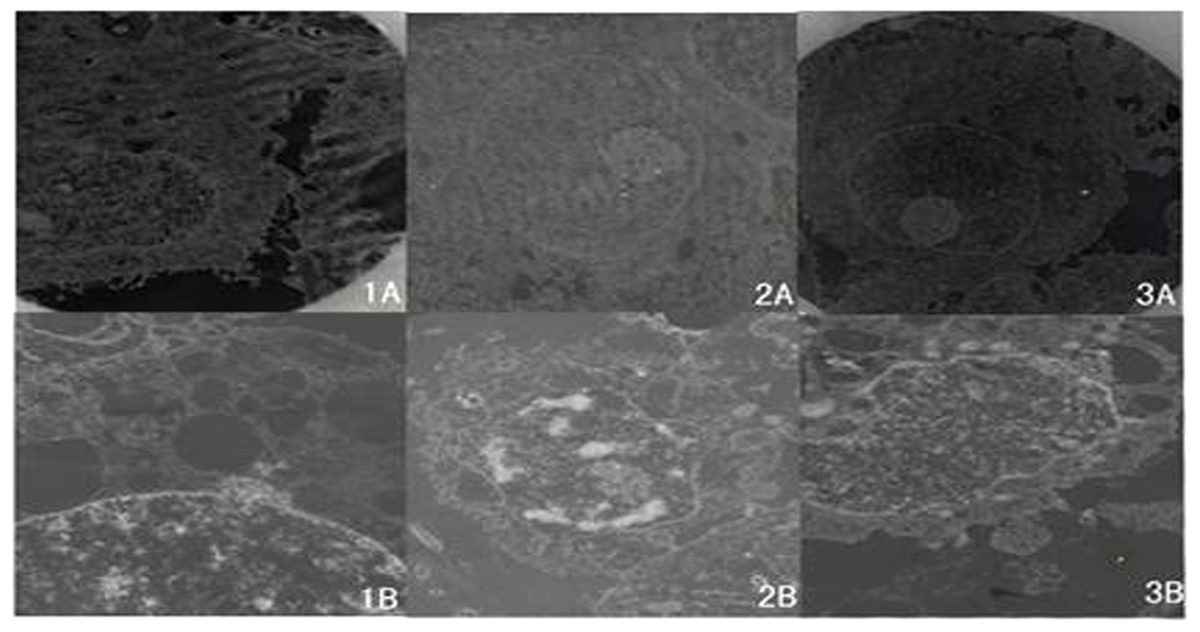 Ijms 12 07323f5 1024