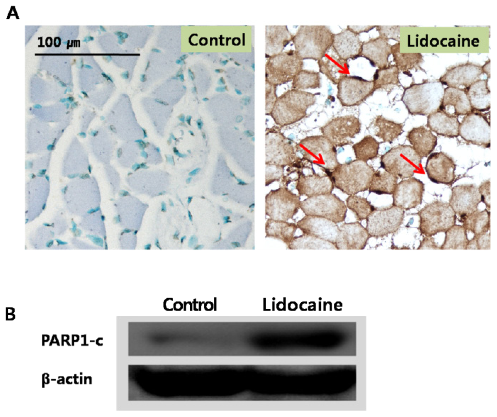 Ijms 12 07652f4 1024