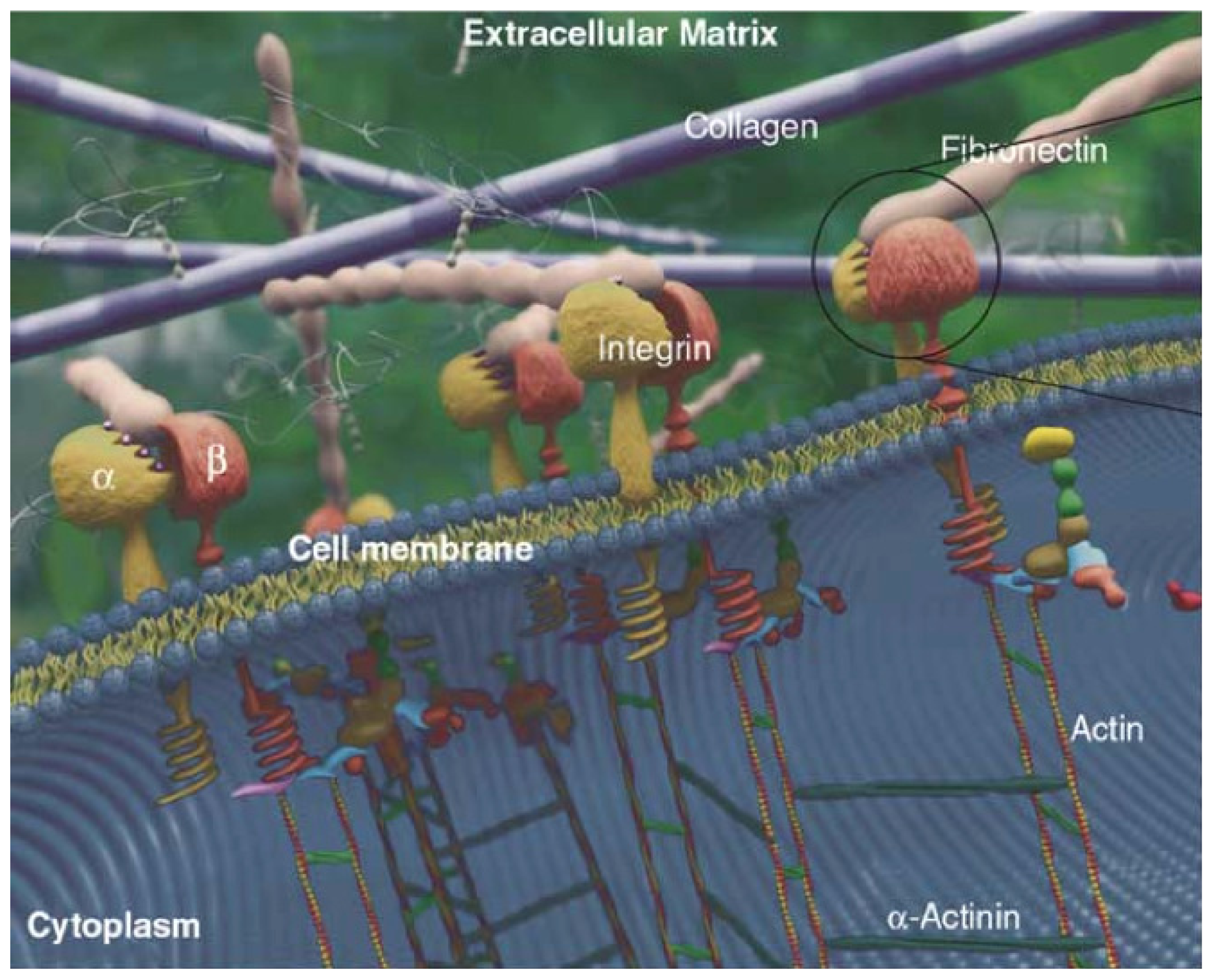 Ijms 12 08217f1 1024