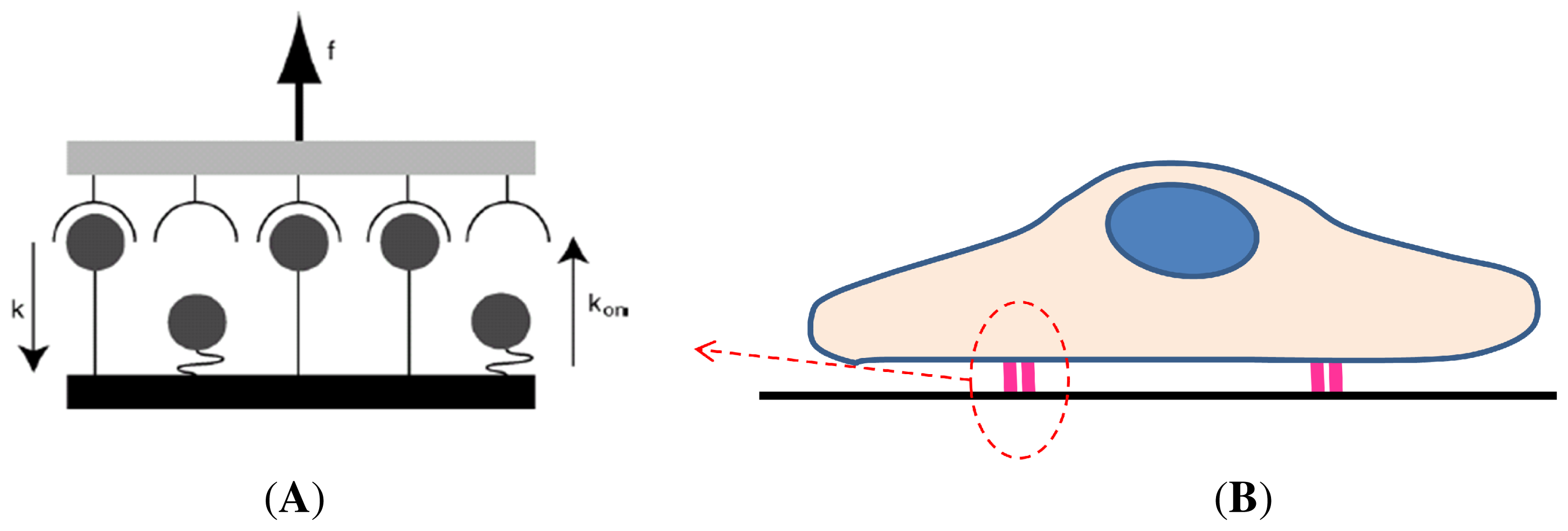 Ijms 12 08217f6 1024