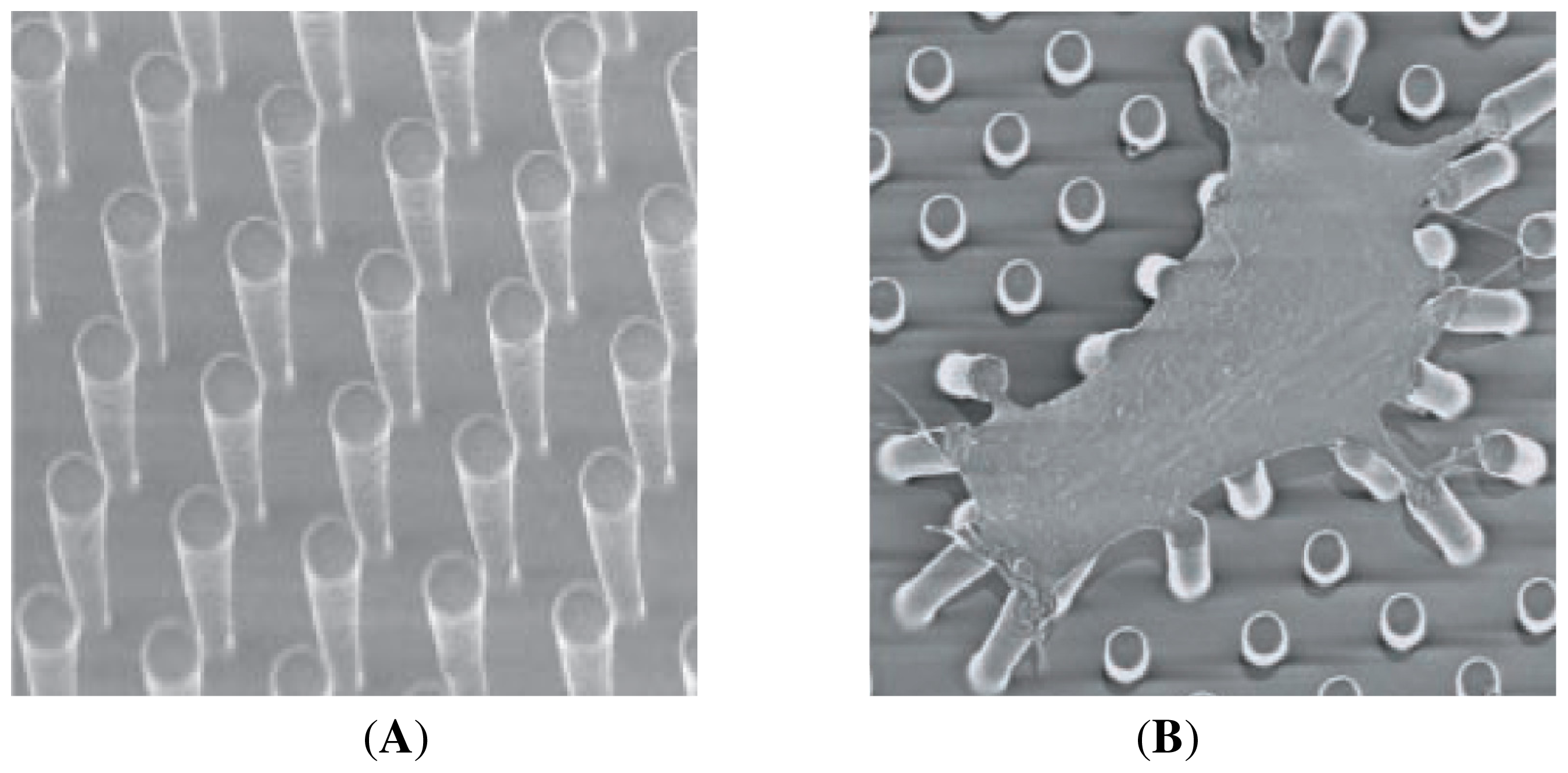 Ijms 12 08217f9 1024