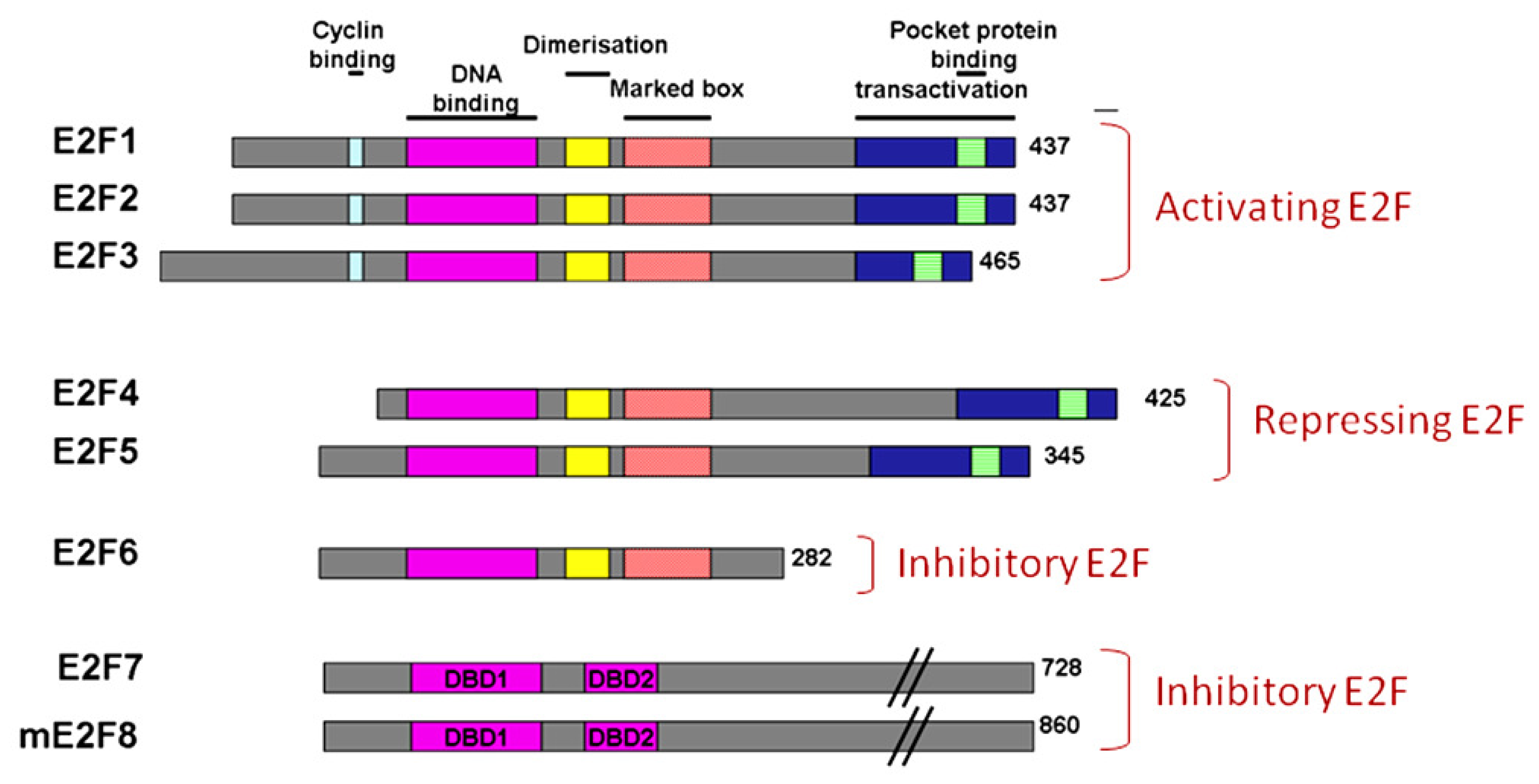 The Role of the E2F Transcription Factor Family in UV-Induced Apoptosis