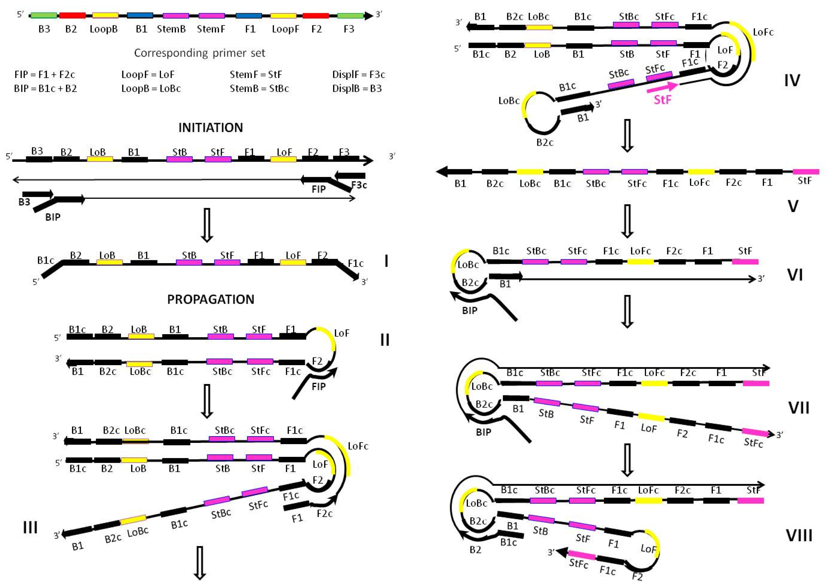 IJMS Free FullText LoopMediated Amplification Accelerated by Stem