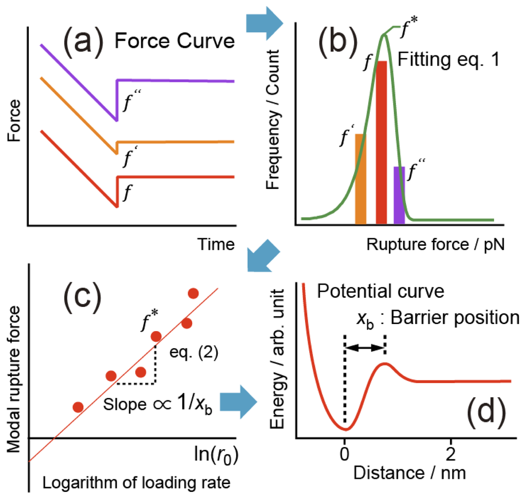 Dynamic method. Dynamic Forces.