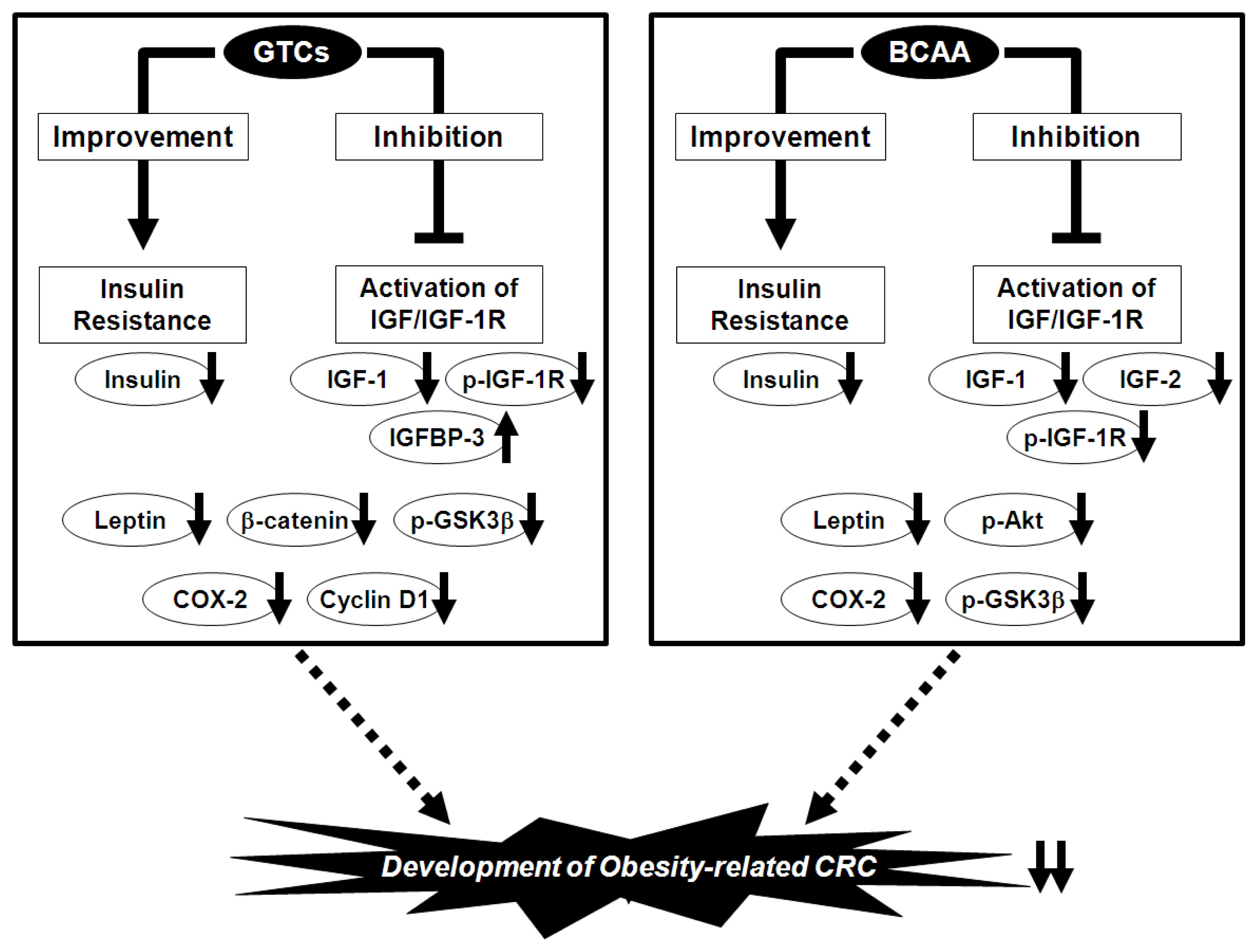 Ijms 13 00579f2 1024