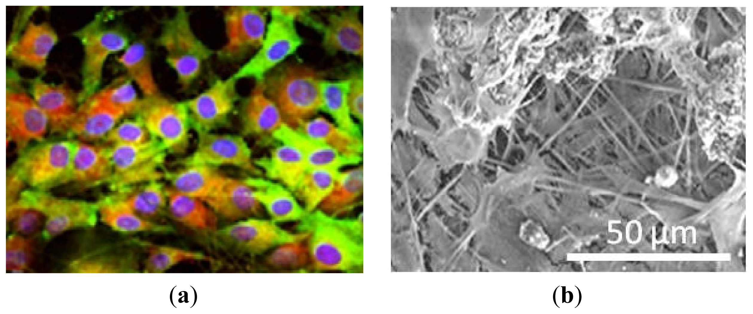 Ijms 13 00737f5 1024