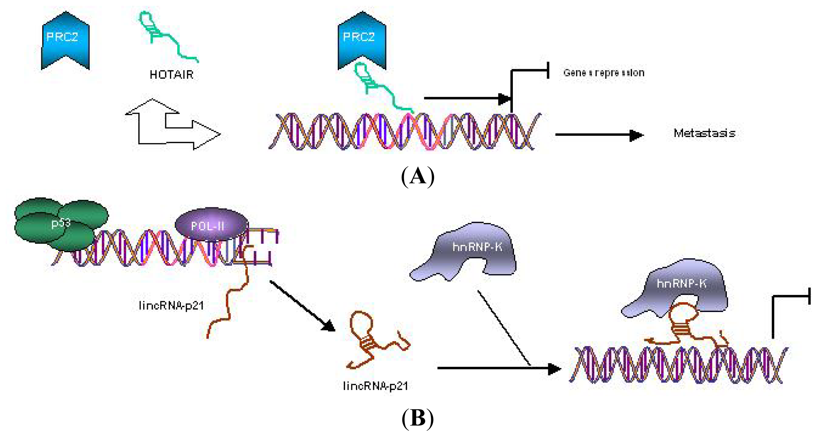 Ijms 13 00840f1 1024
