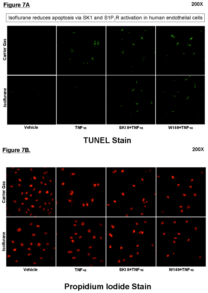 Ijms 13 00977f7 1024