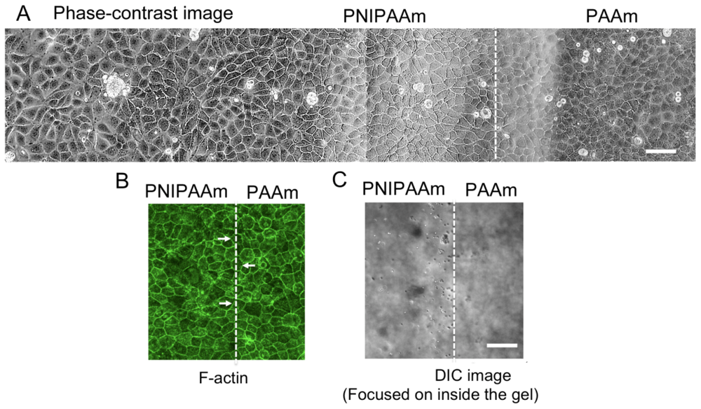 Ijms 13 01095f3 1024