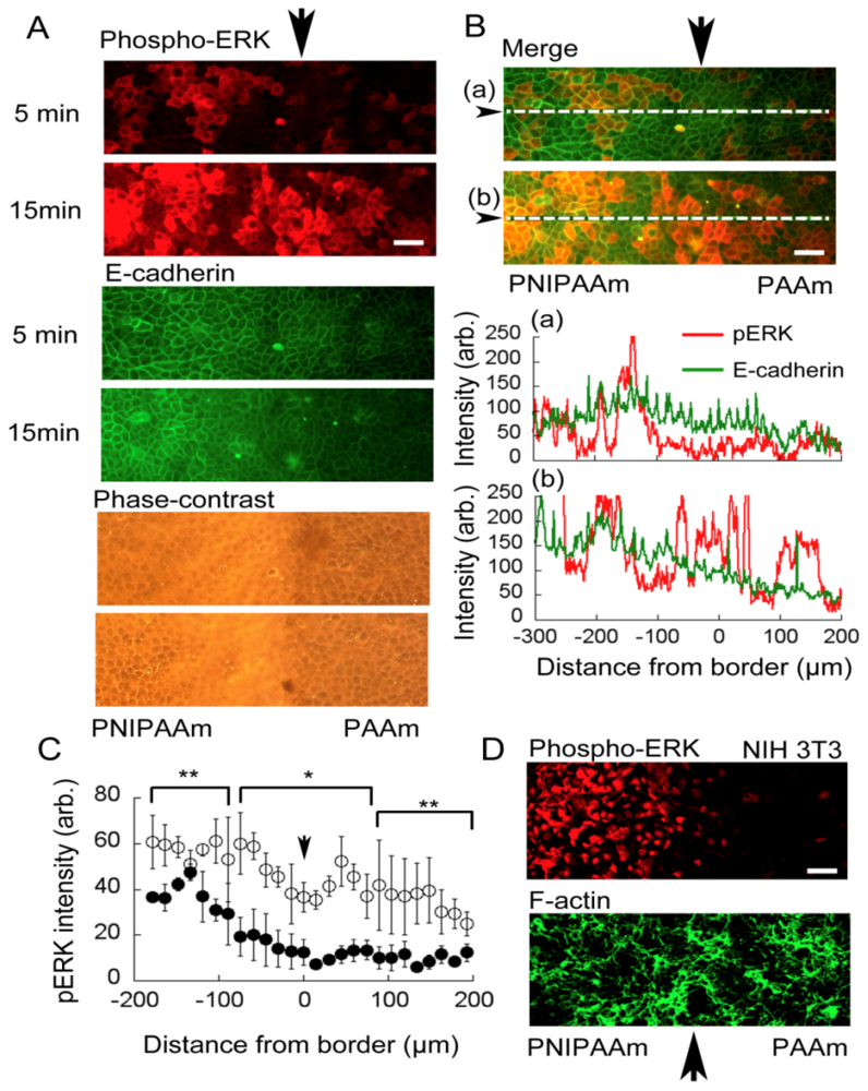 Ijms 13 01095f6 1024