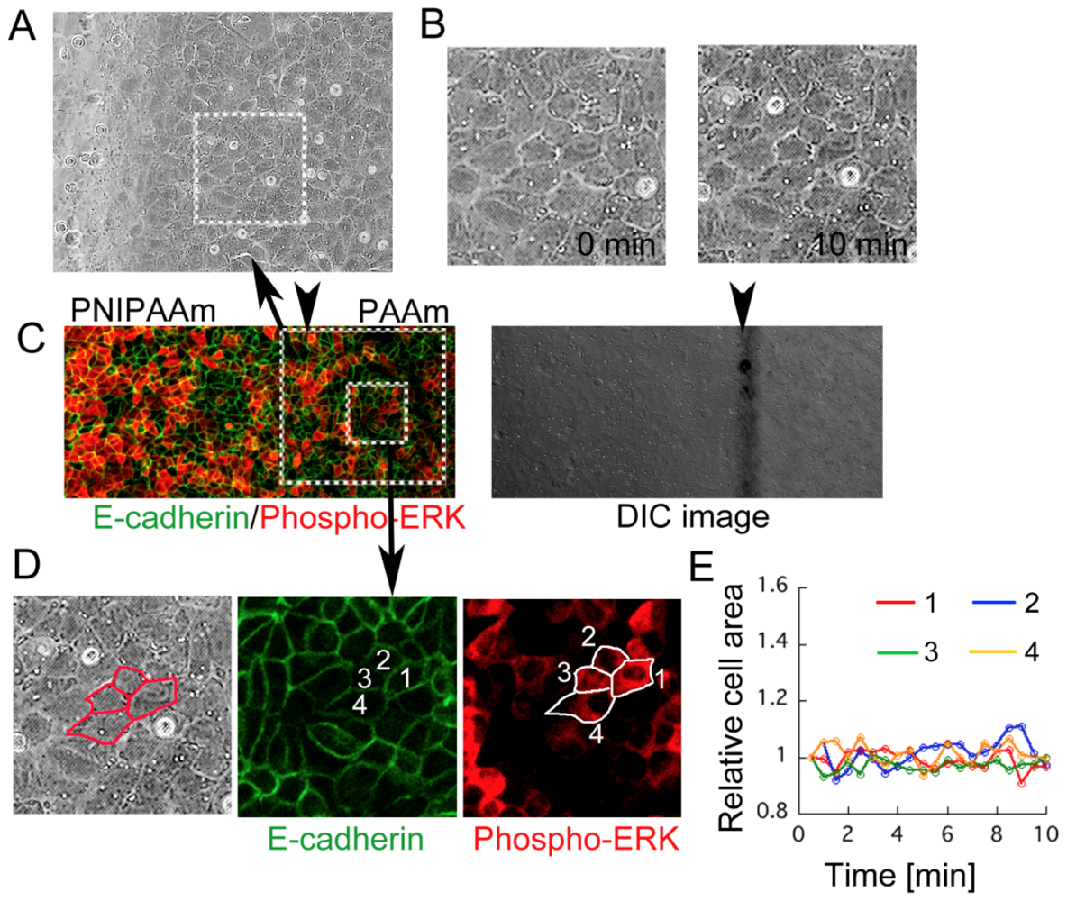 Ijms 13 01095f7 1024