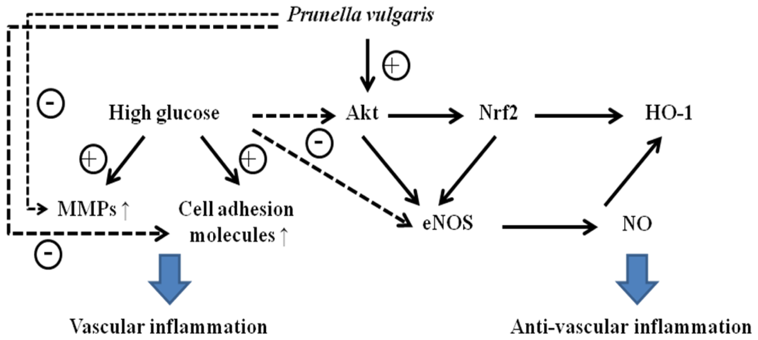 Ijms 13 01258f6 1024