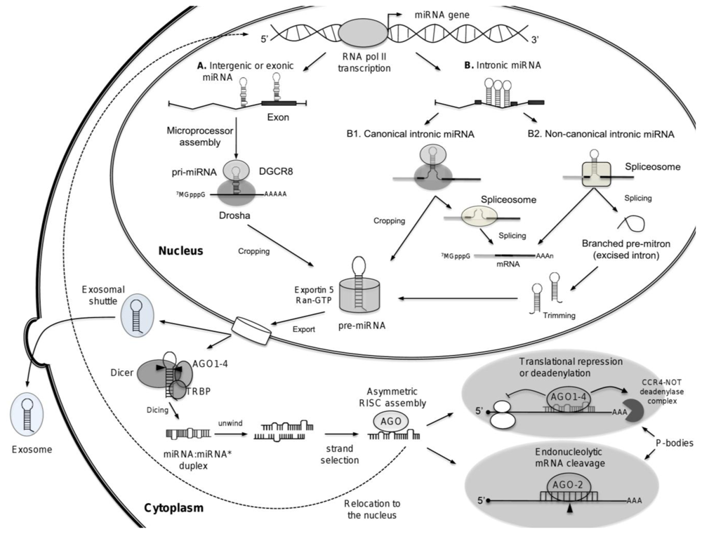 IJMS | Free Full-Text | MetastamiRs: Non-Coding MicroRNAs Driving 