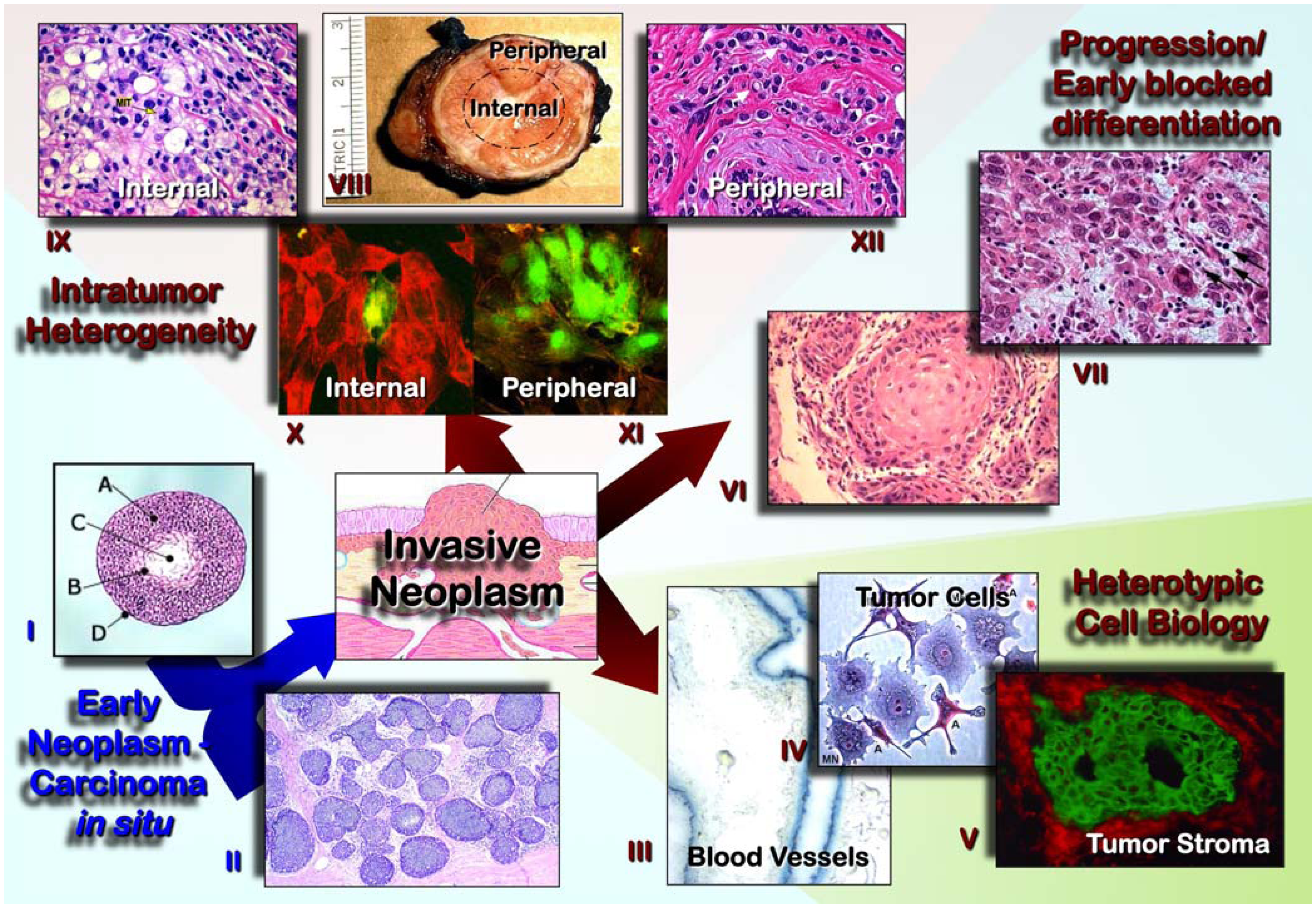 Ijms 13 01951f1 1024
