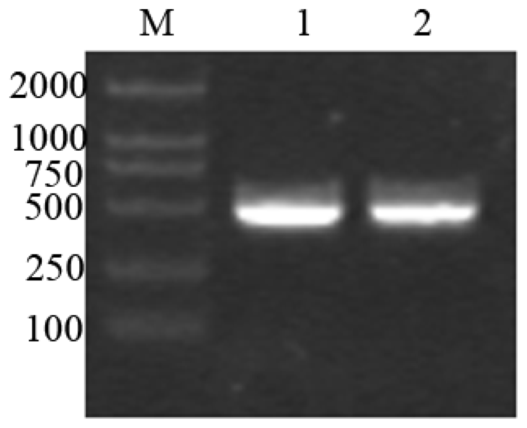数量限定セール  cDNA Cloning, Overexpression, Purification and Pharmacologic ぬいぐるみ