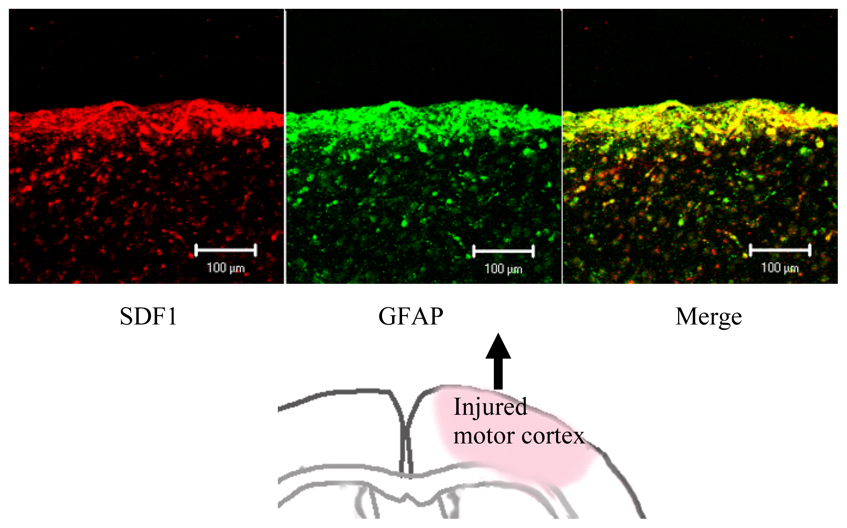 Ijms 13 02636f2 1024