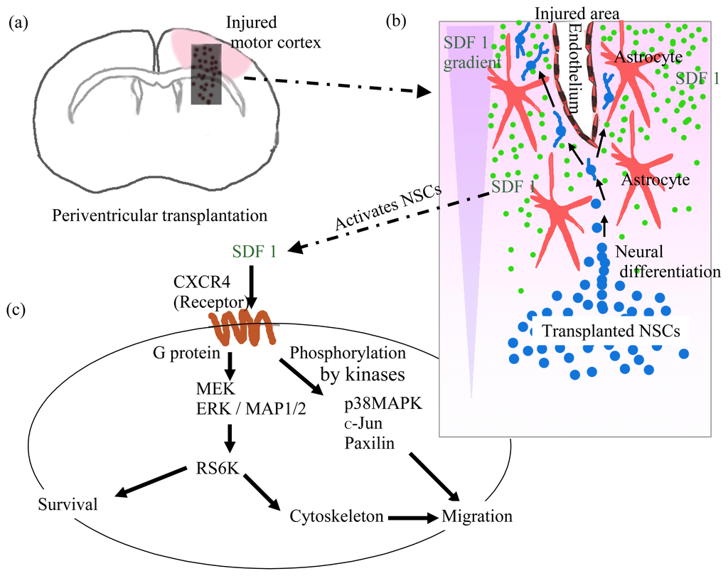 Pals1 deletion causes cell-in-cell (CIC) structures in cortical