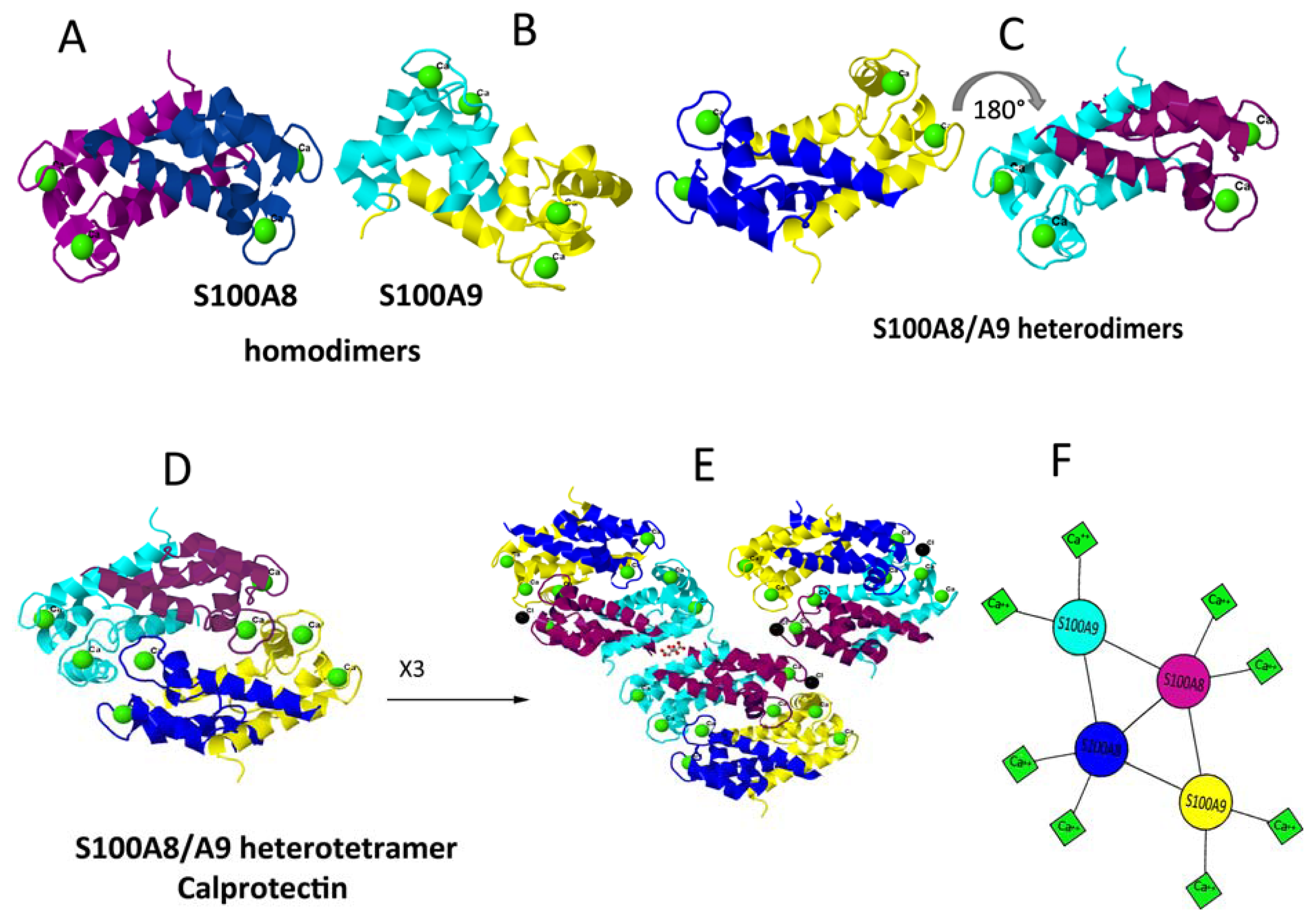 IJMS Free FullText ProInflammatory S100A8 and S100A9 Proteins