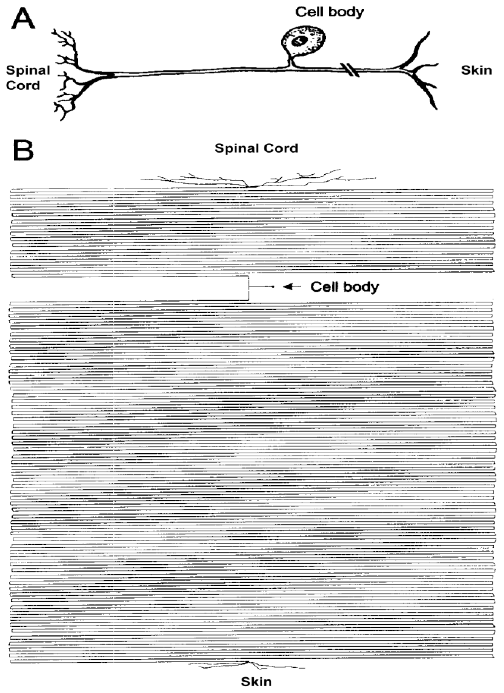 Ijms 13 05195f1 1024