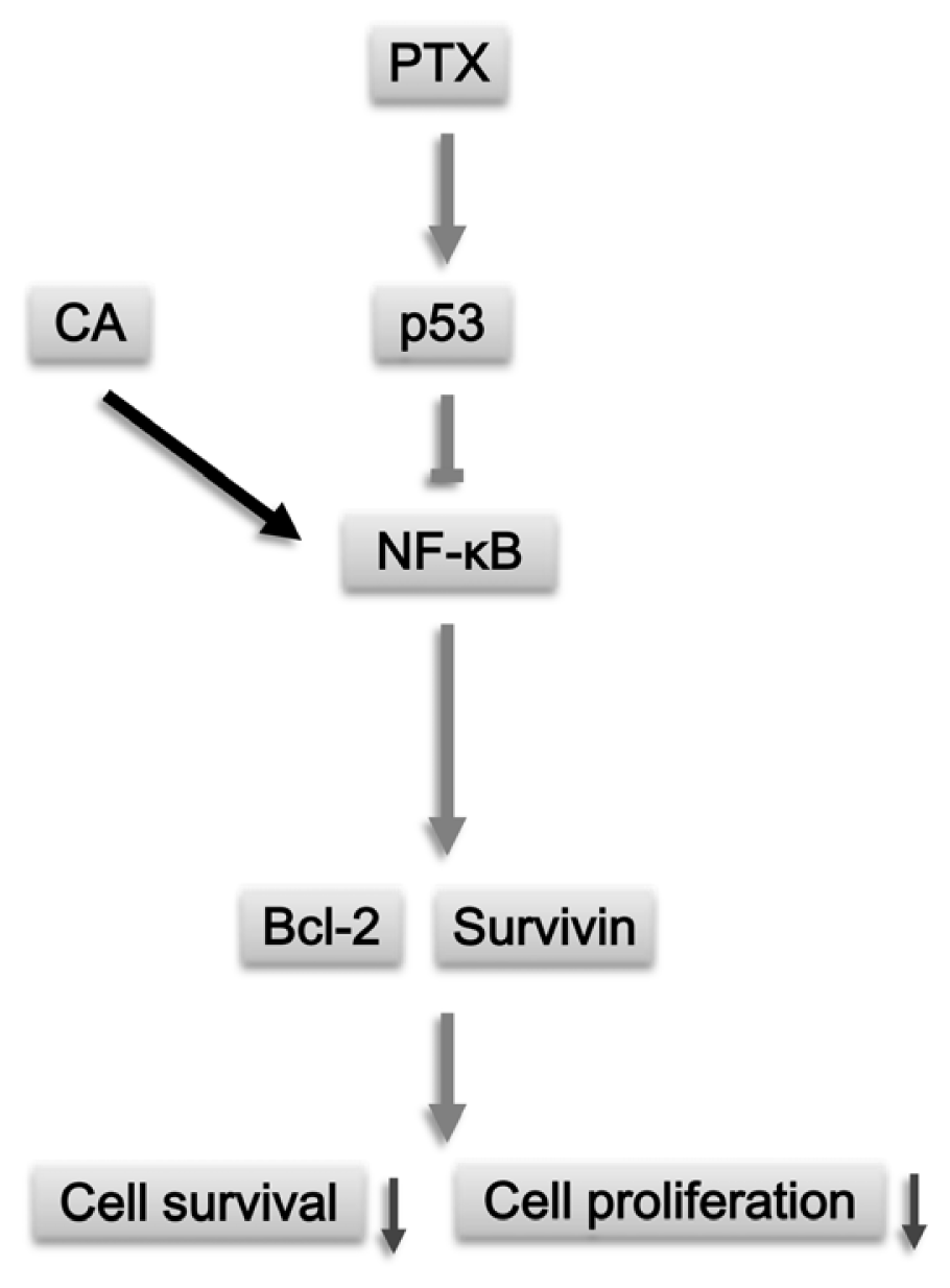 Ijms 13 06236f6 1024