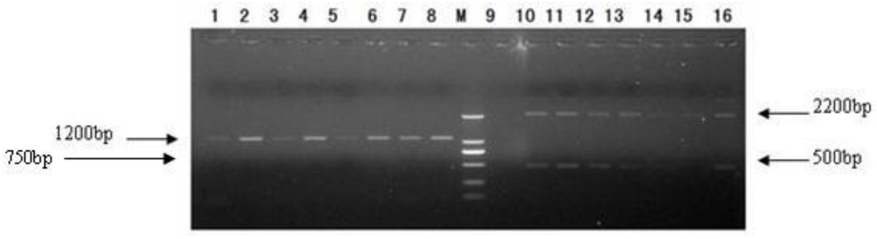 Ijms 13 06246f6 1024