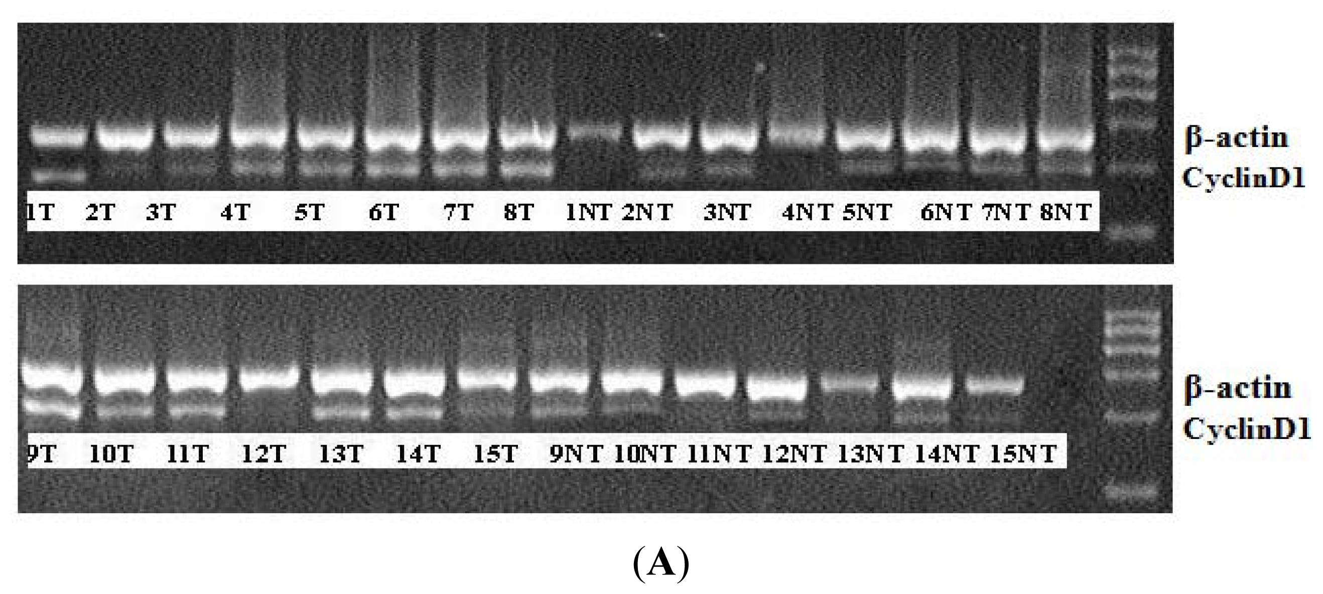 Ijms 13 08514f8a 1024