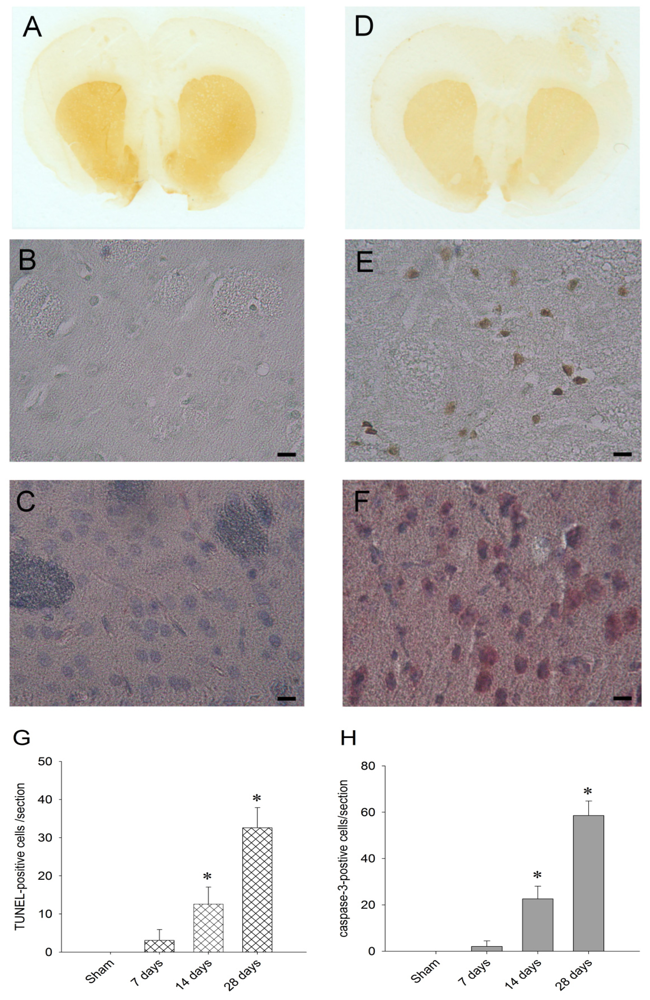 Ijms 13 08722f6 1024