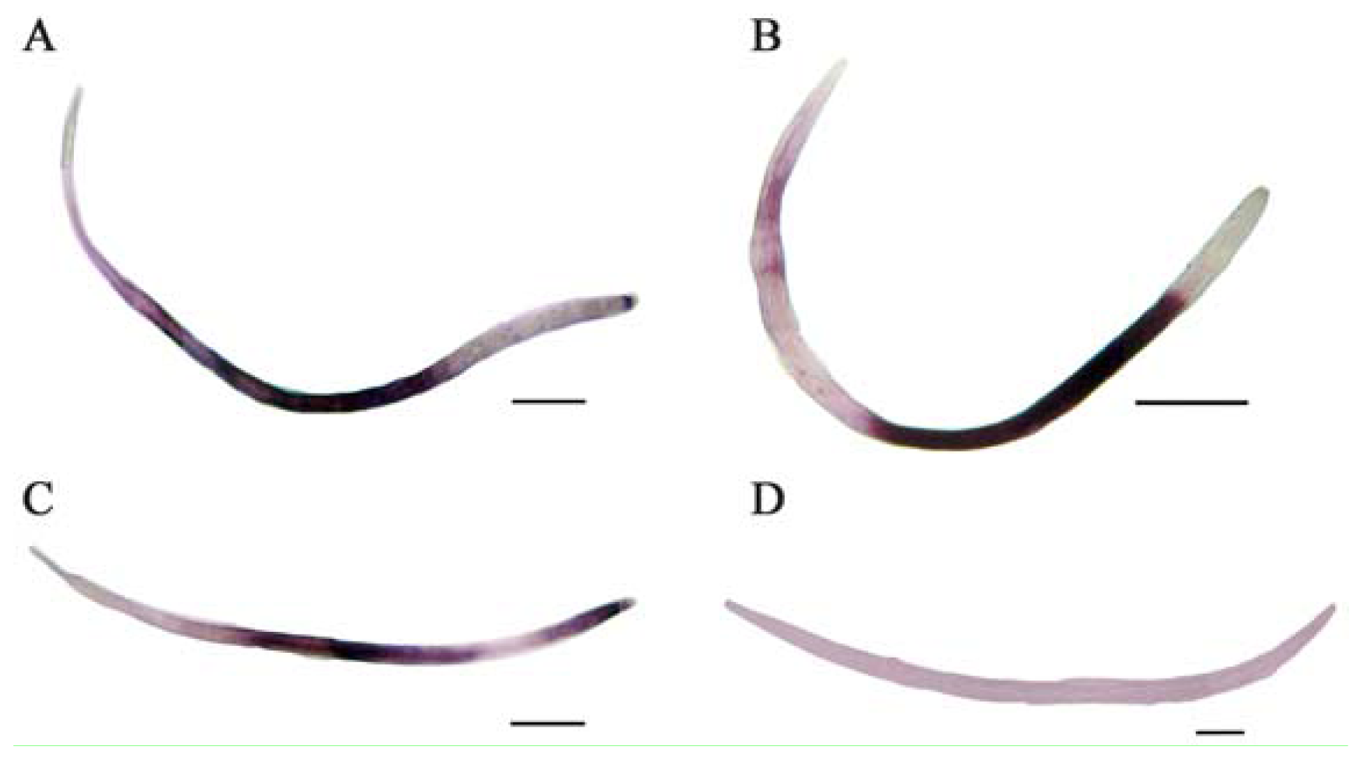 Ijms 13 08819f3 1024