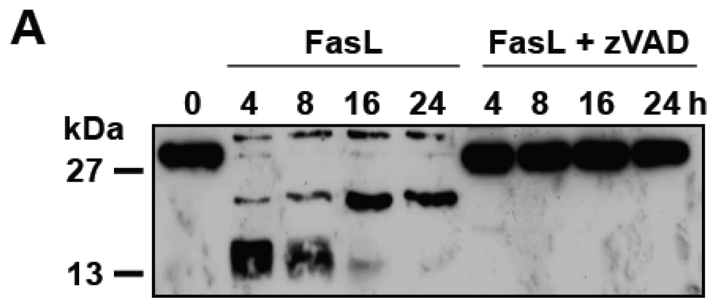 Ijms 13 08834f4a 1024