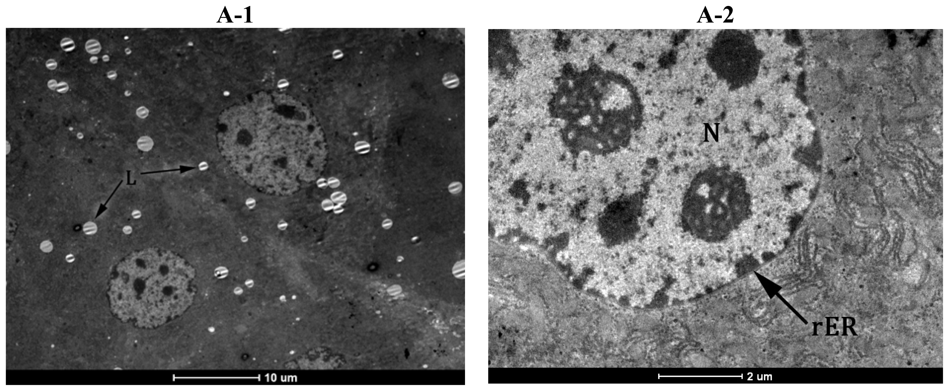 Ijms 13 09014f8a 1024