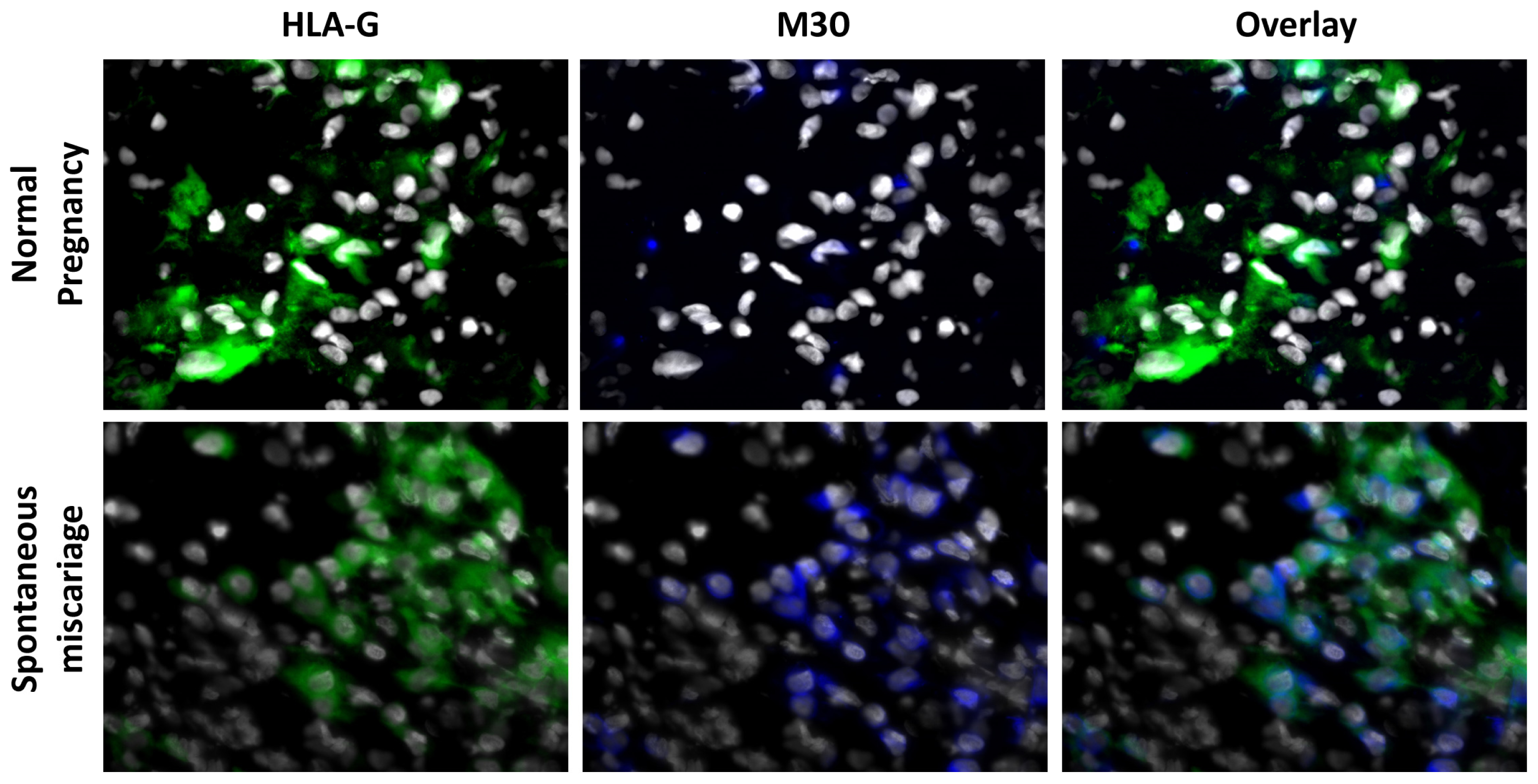 Ijms 13 09069f2 1024