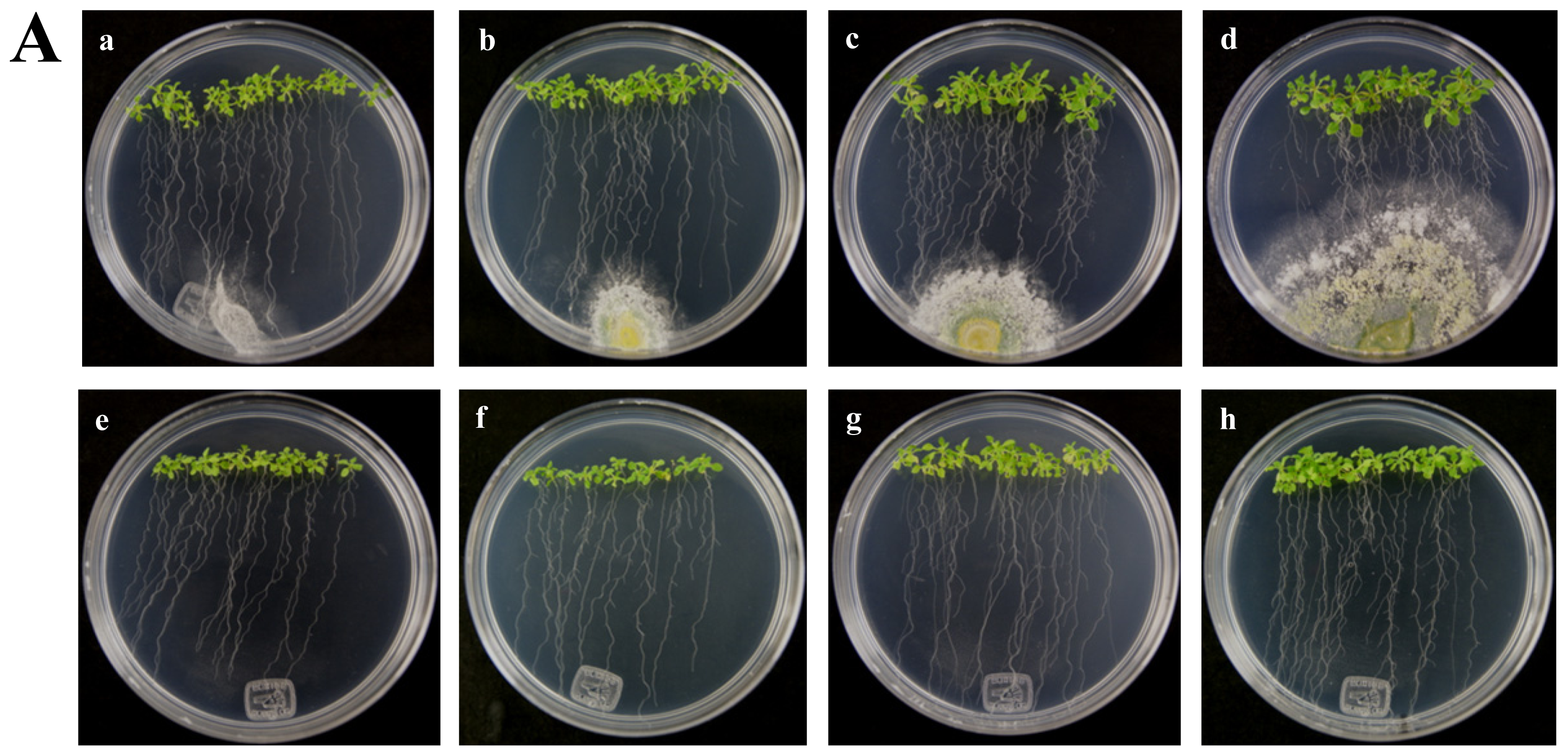 Ijms 13 09110f4a 1024