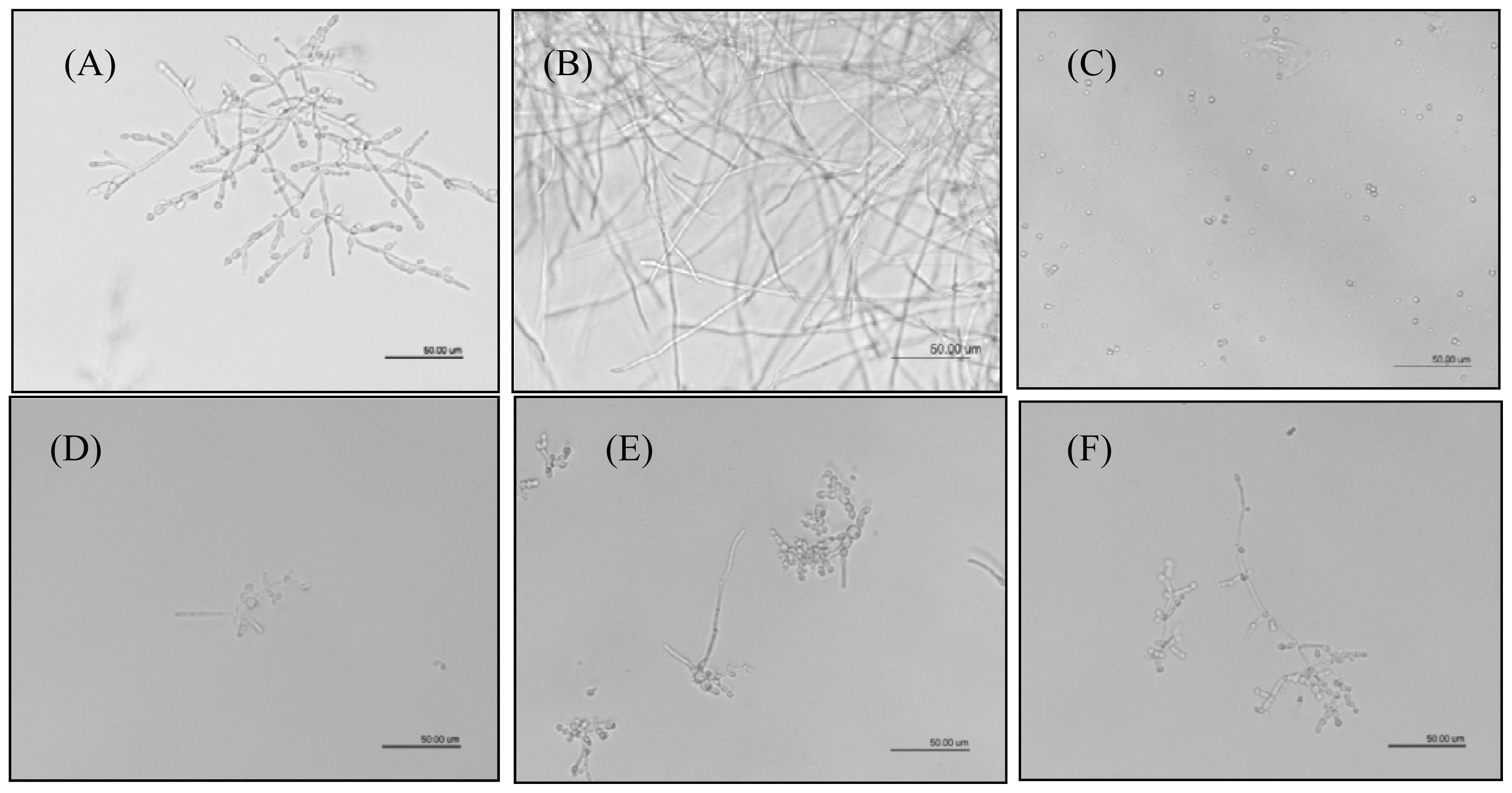 Ijms 13 09260f3a 1024