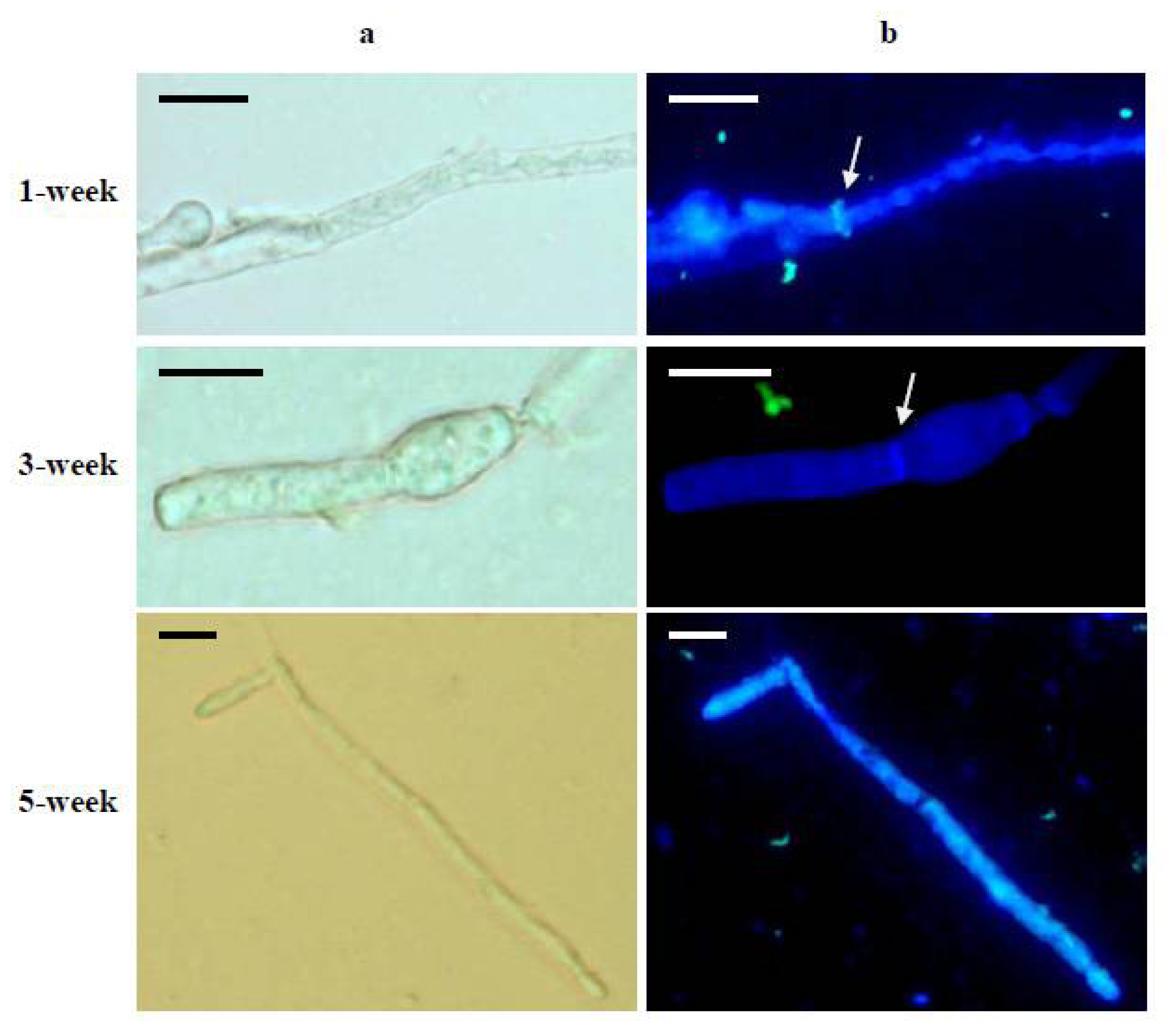 Ijms 13 09584f2 1024