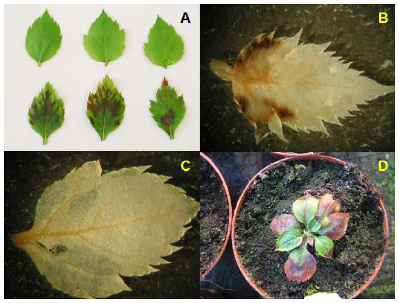 Ijms 13 09992f2 1024